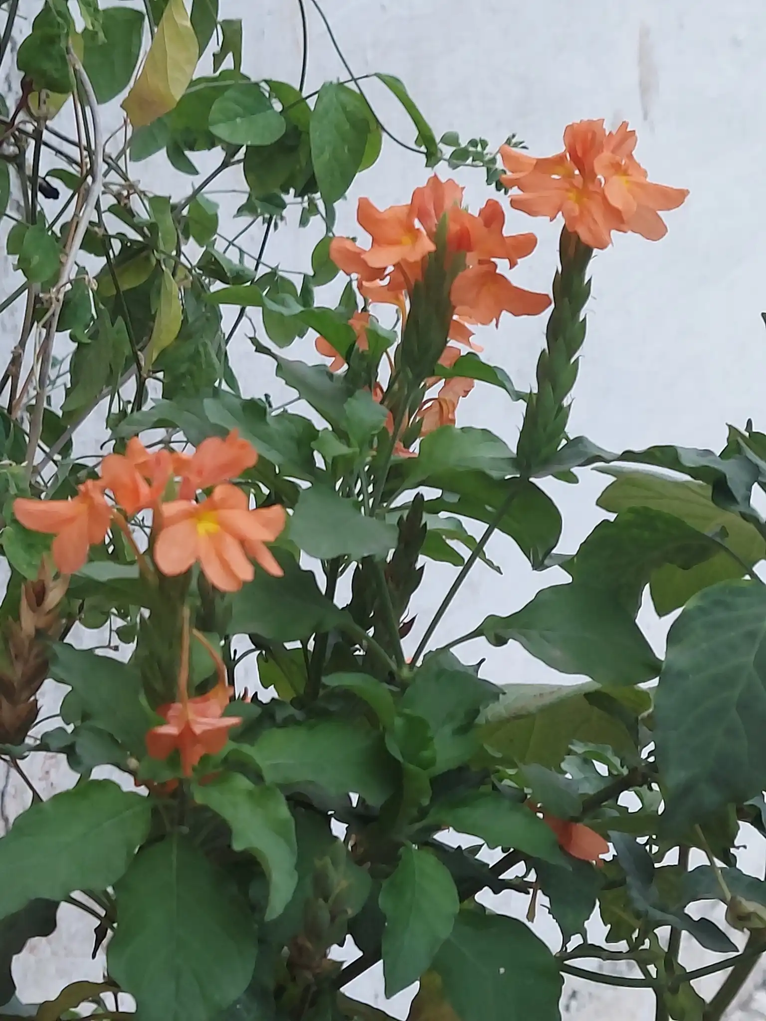 Firecracker Flower