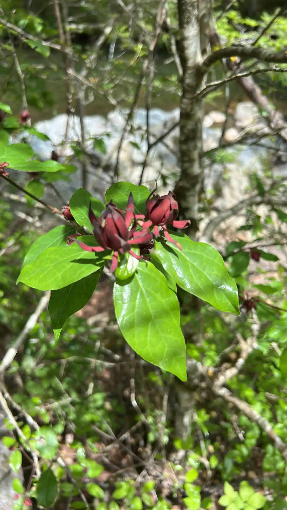 Carolina Allspice