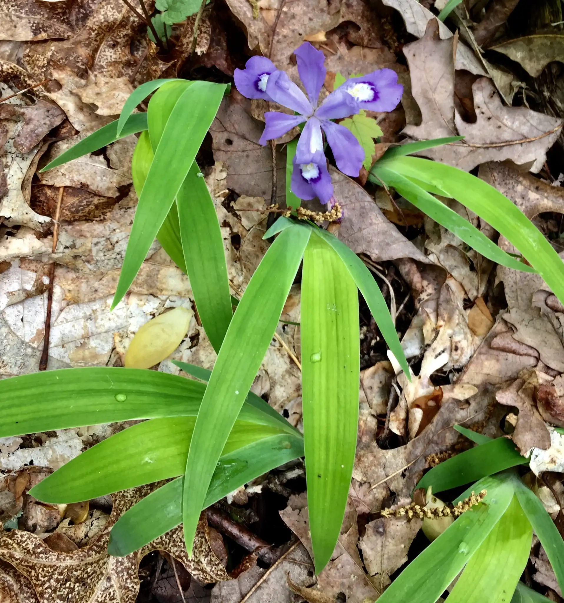 Crested Iris