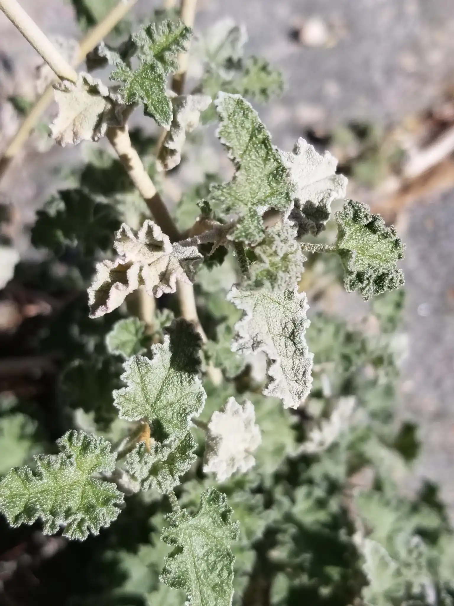 Desert Mallow