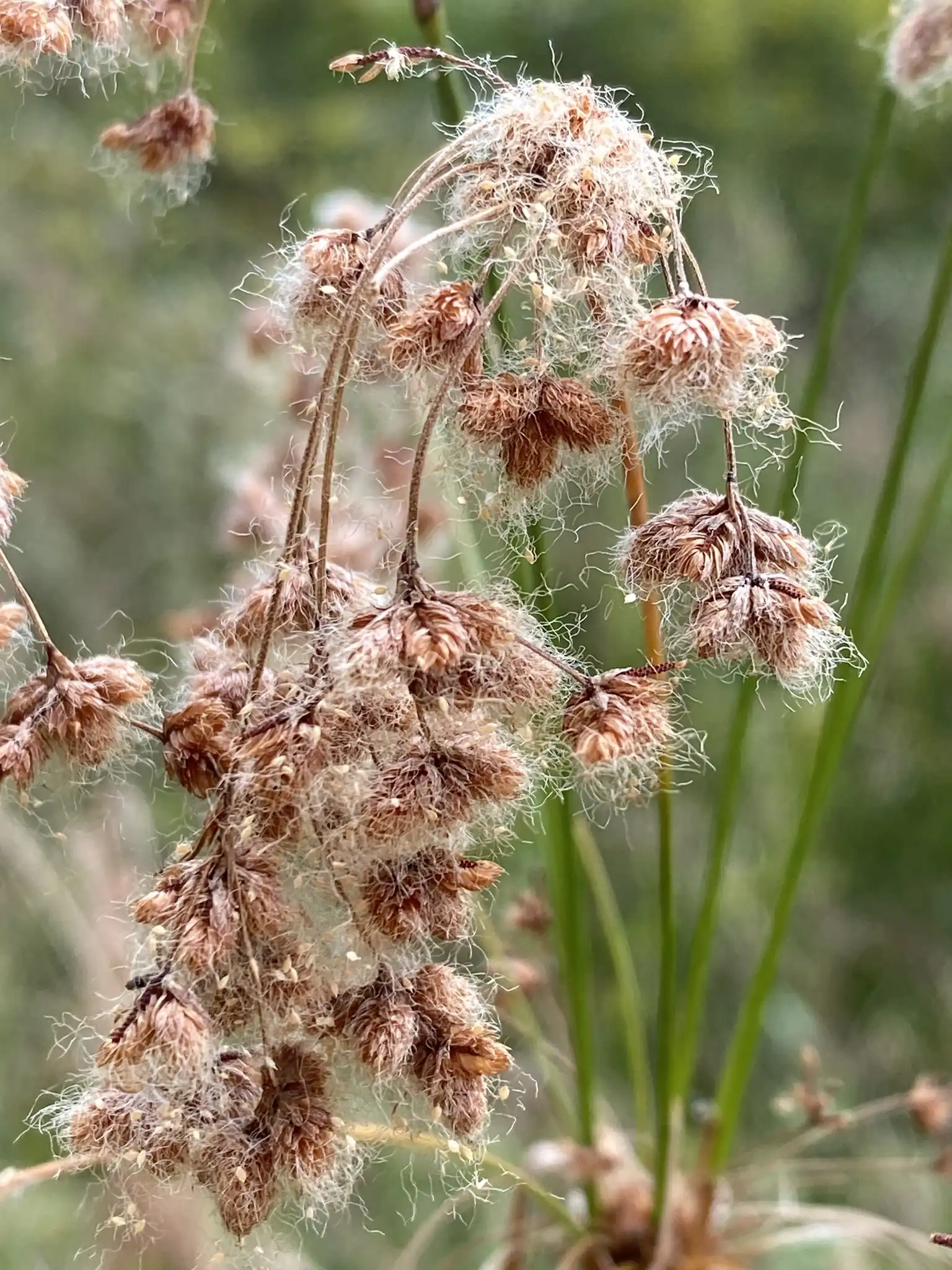 Woolgrass