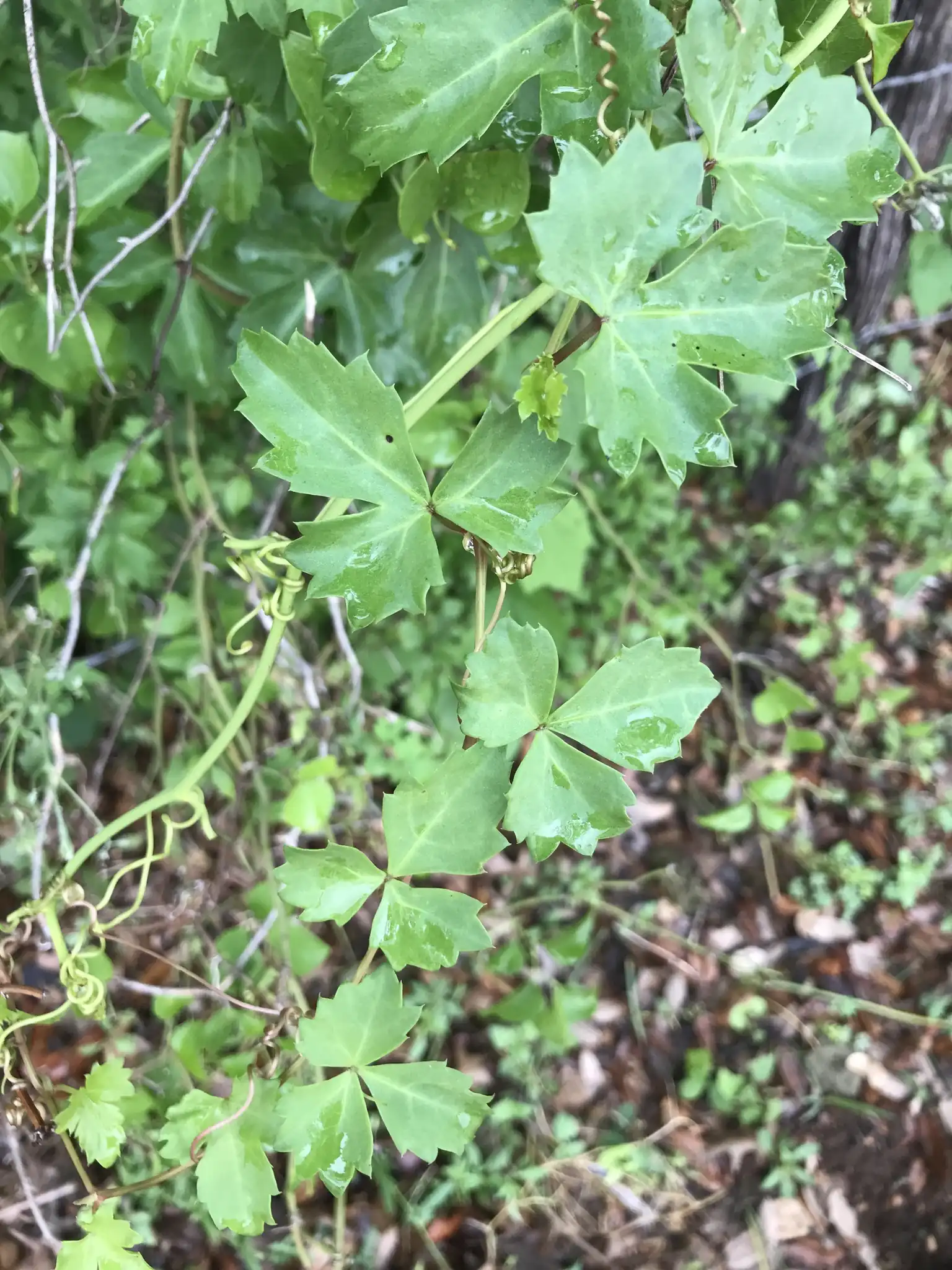 Three-leaved Grape Ivy