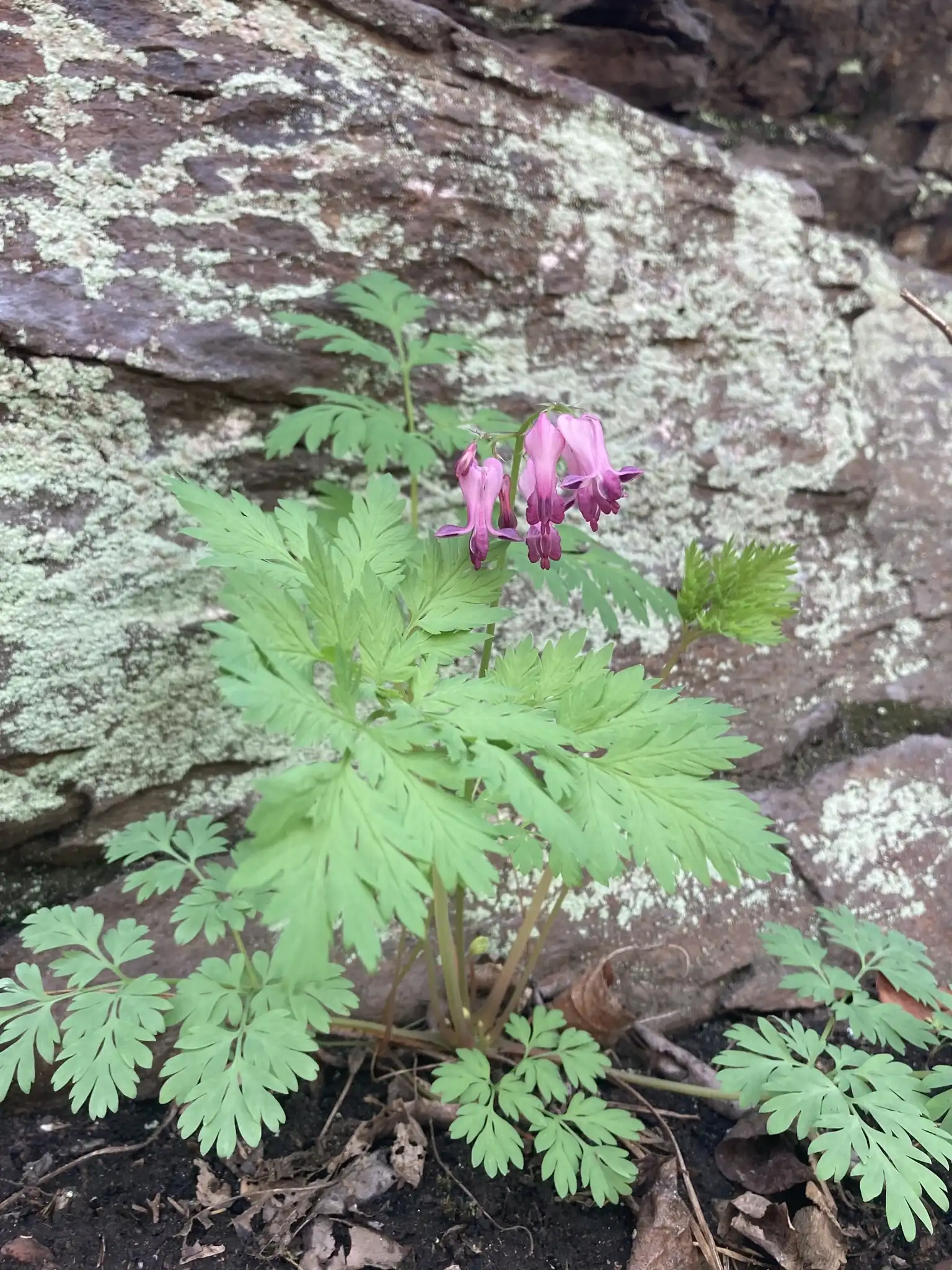 Fringed Bleeding Heart