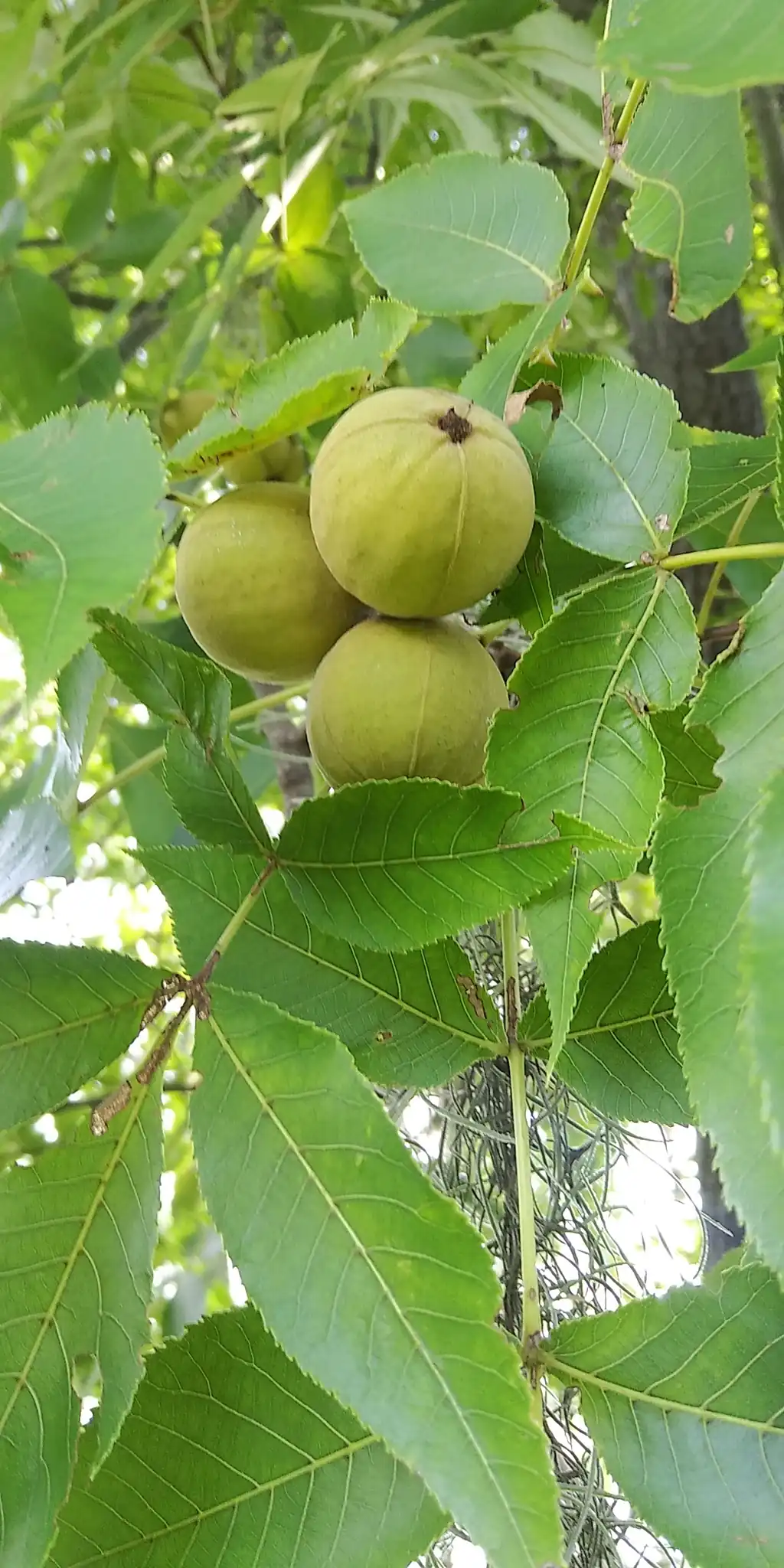 Pignut Hickory
