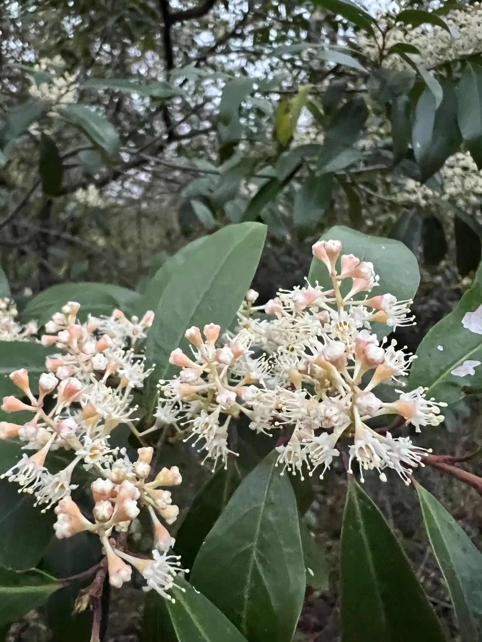 Carolina Cherry-laurel