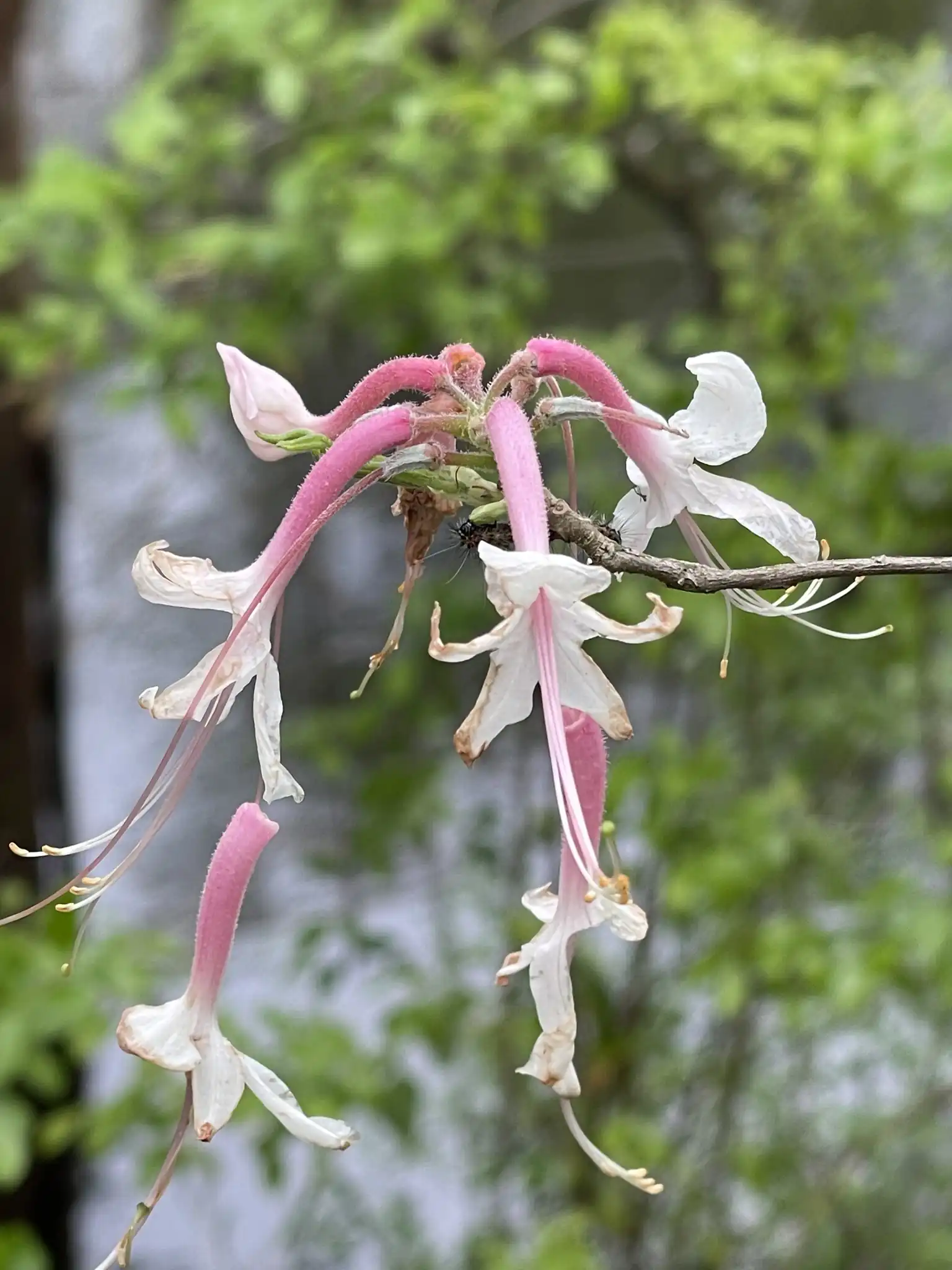 Piedmont Azalea