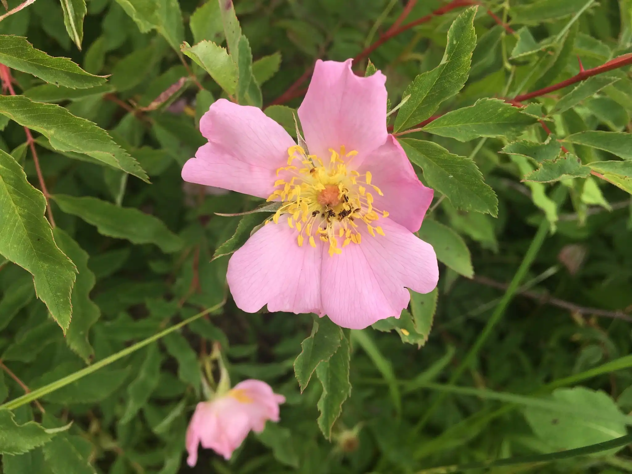 Swamp Rose