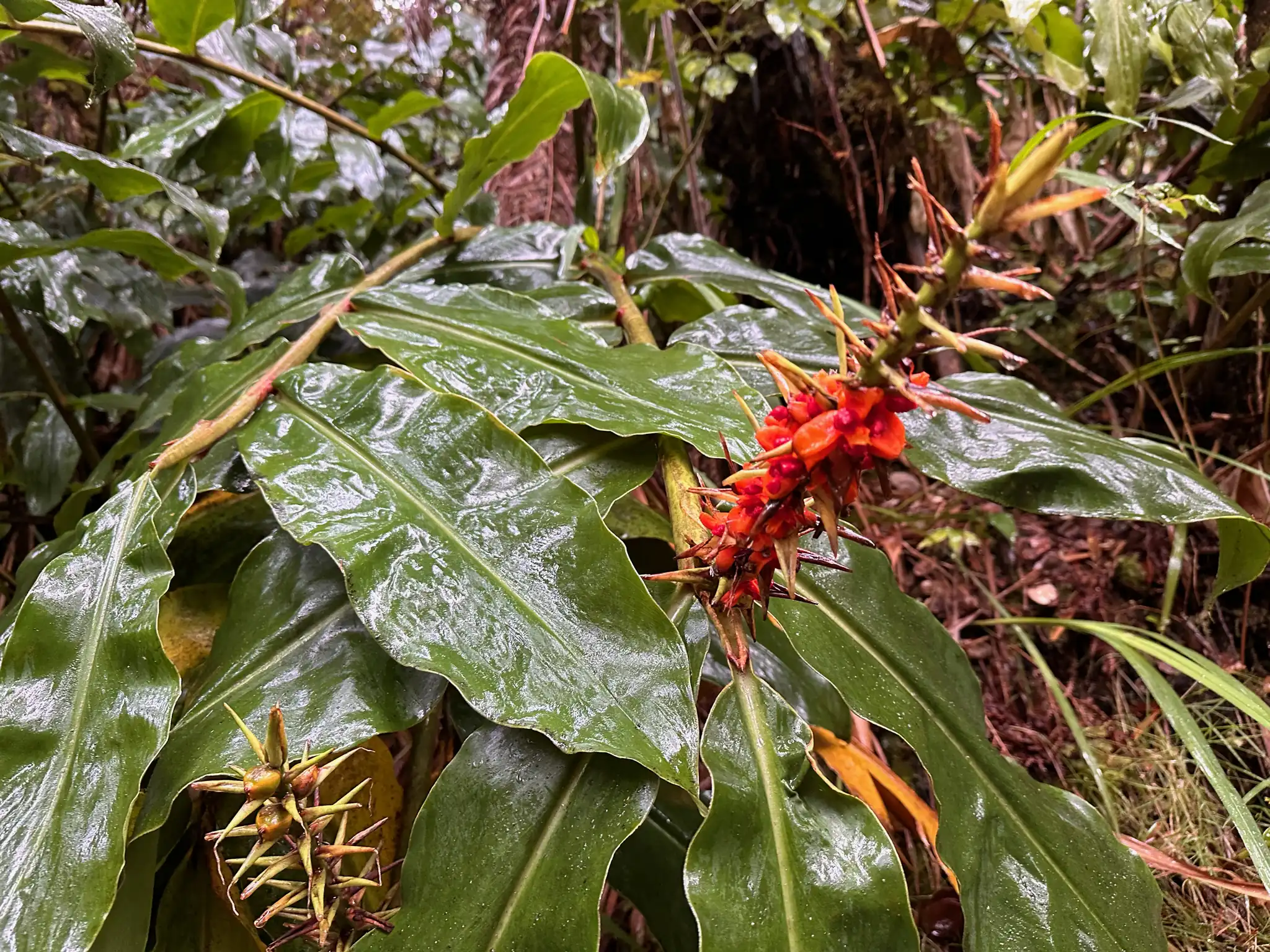 Kahili Ginger
