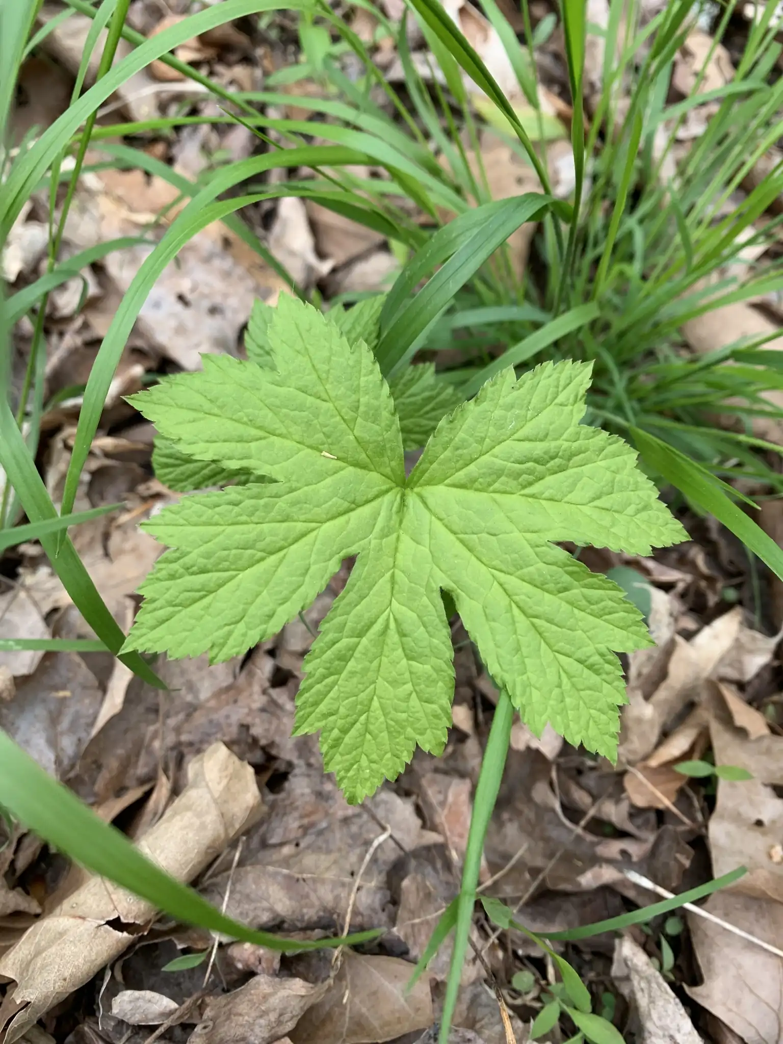 Goldenseal