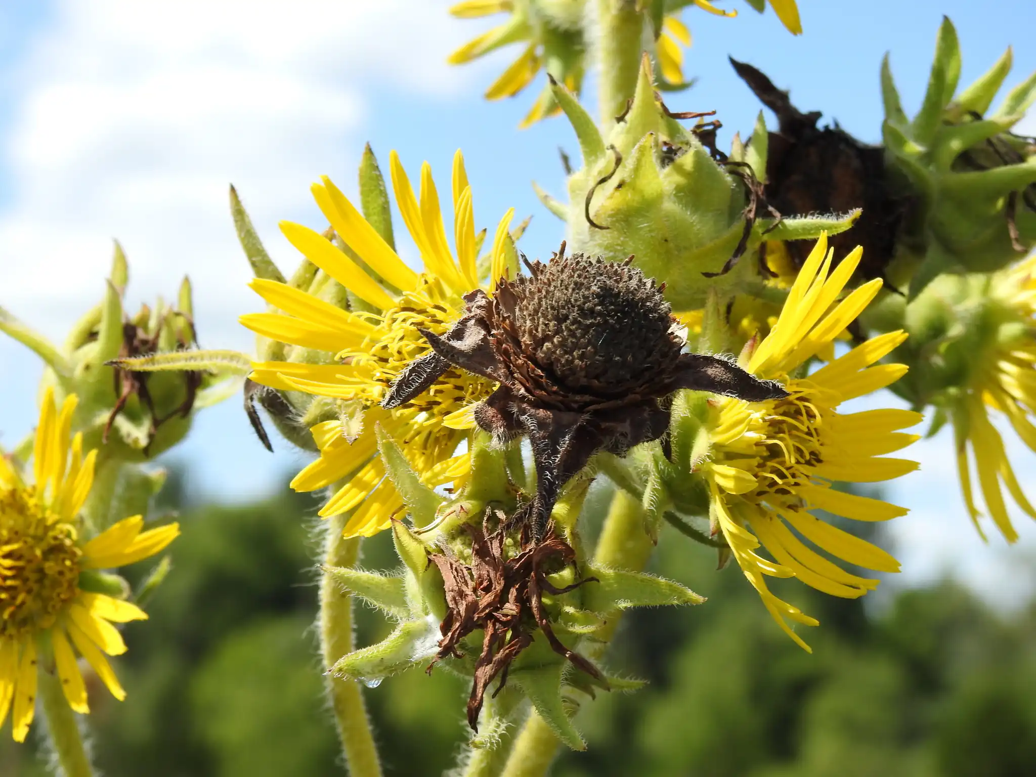 Compass Plant