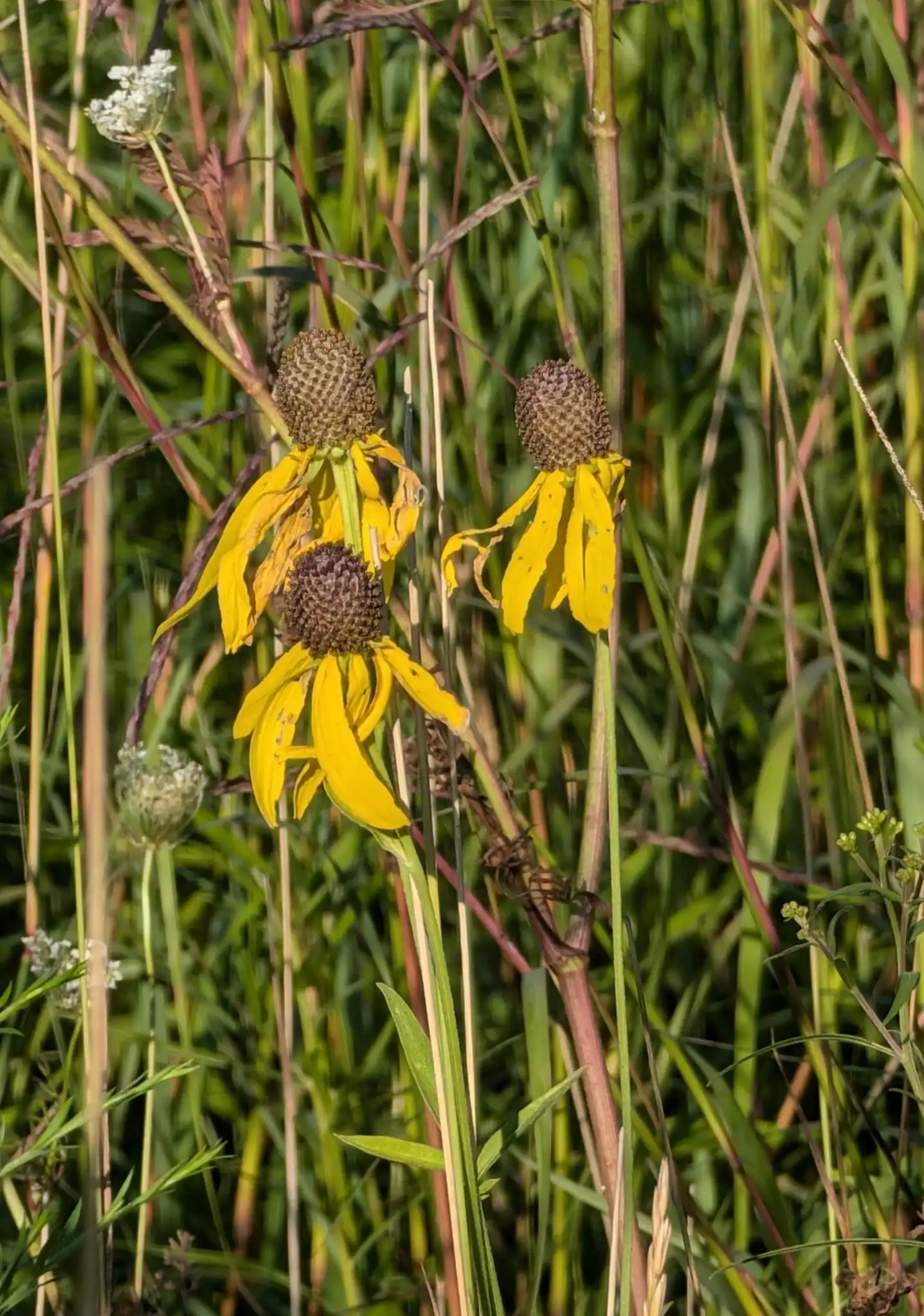 Pinnate Prairie Coneflower