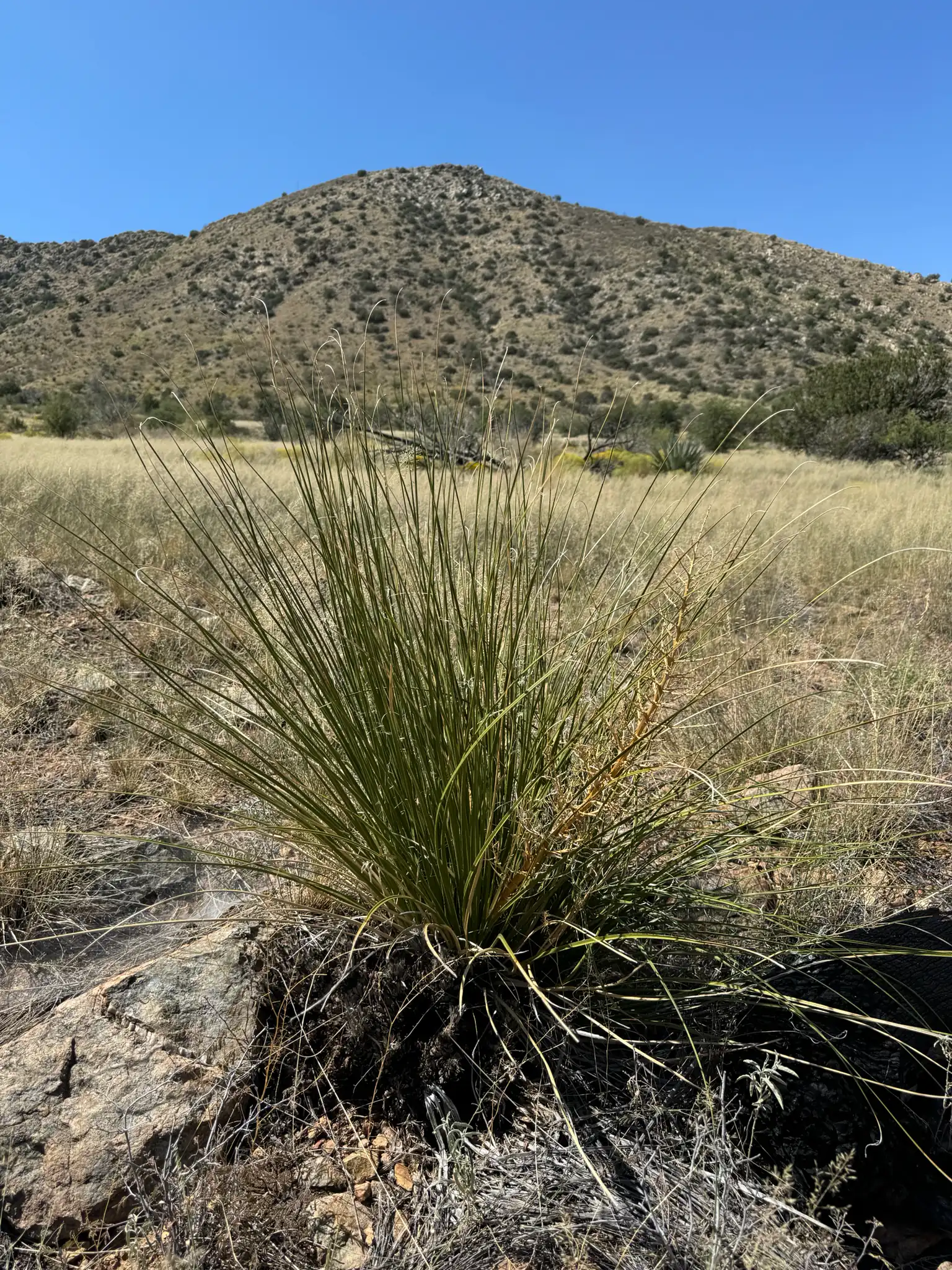 Sacahuista Beargrass