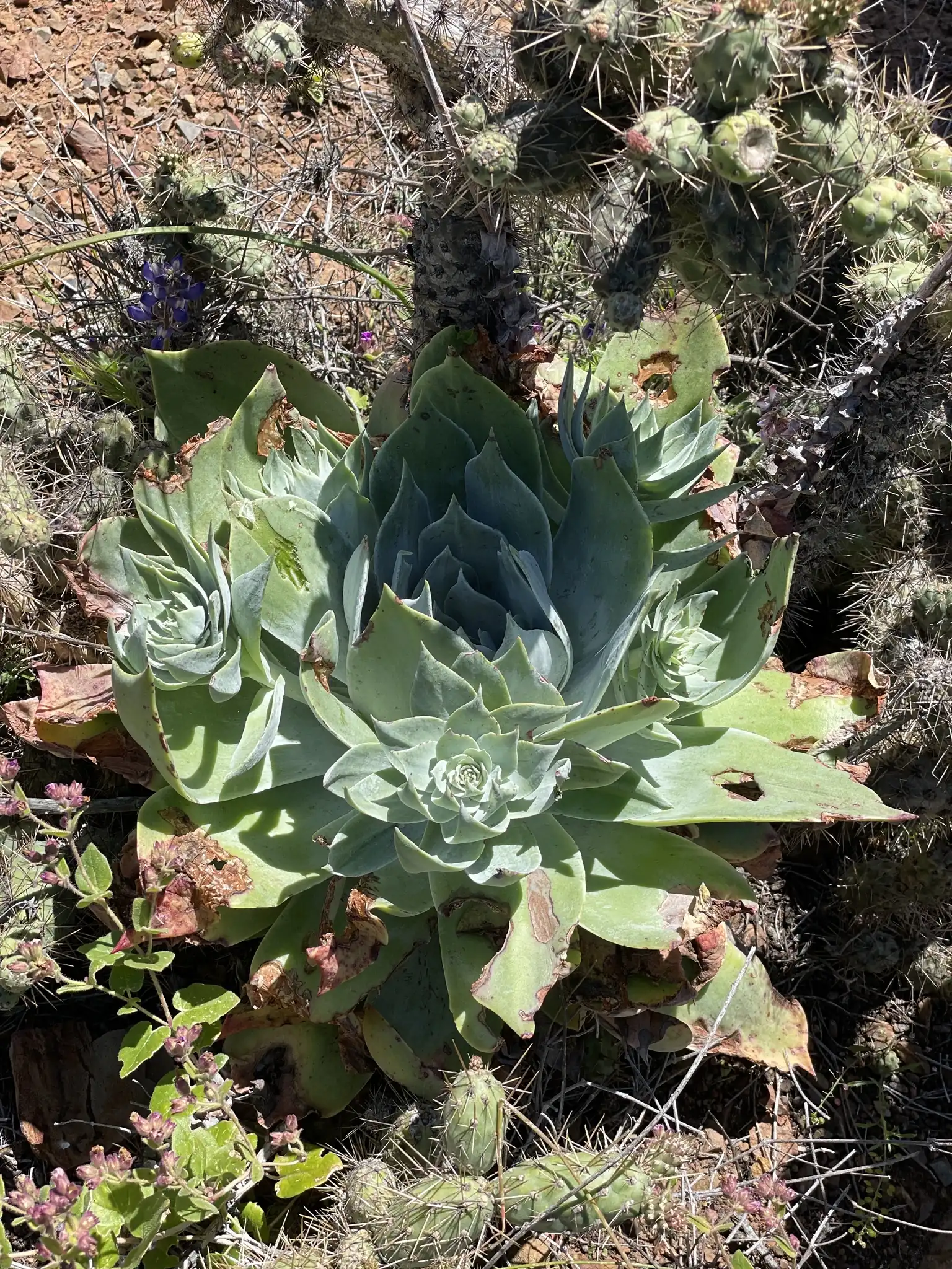 Chalk Dudleya