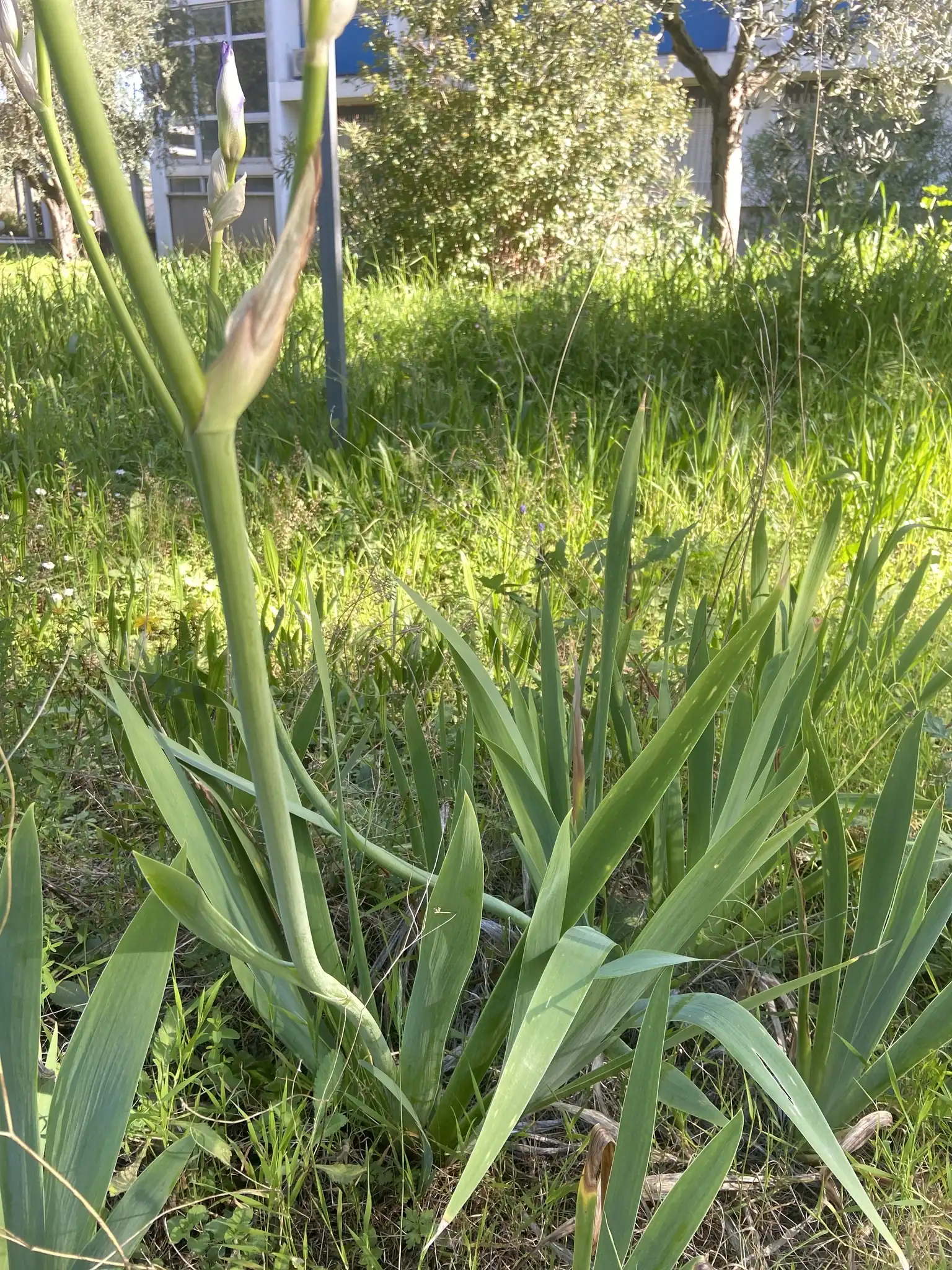 Dalmatian Iris