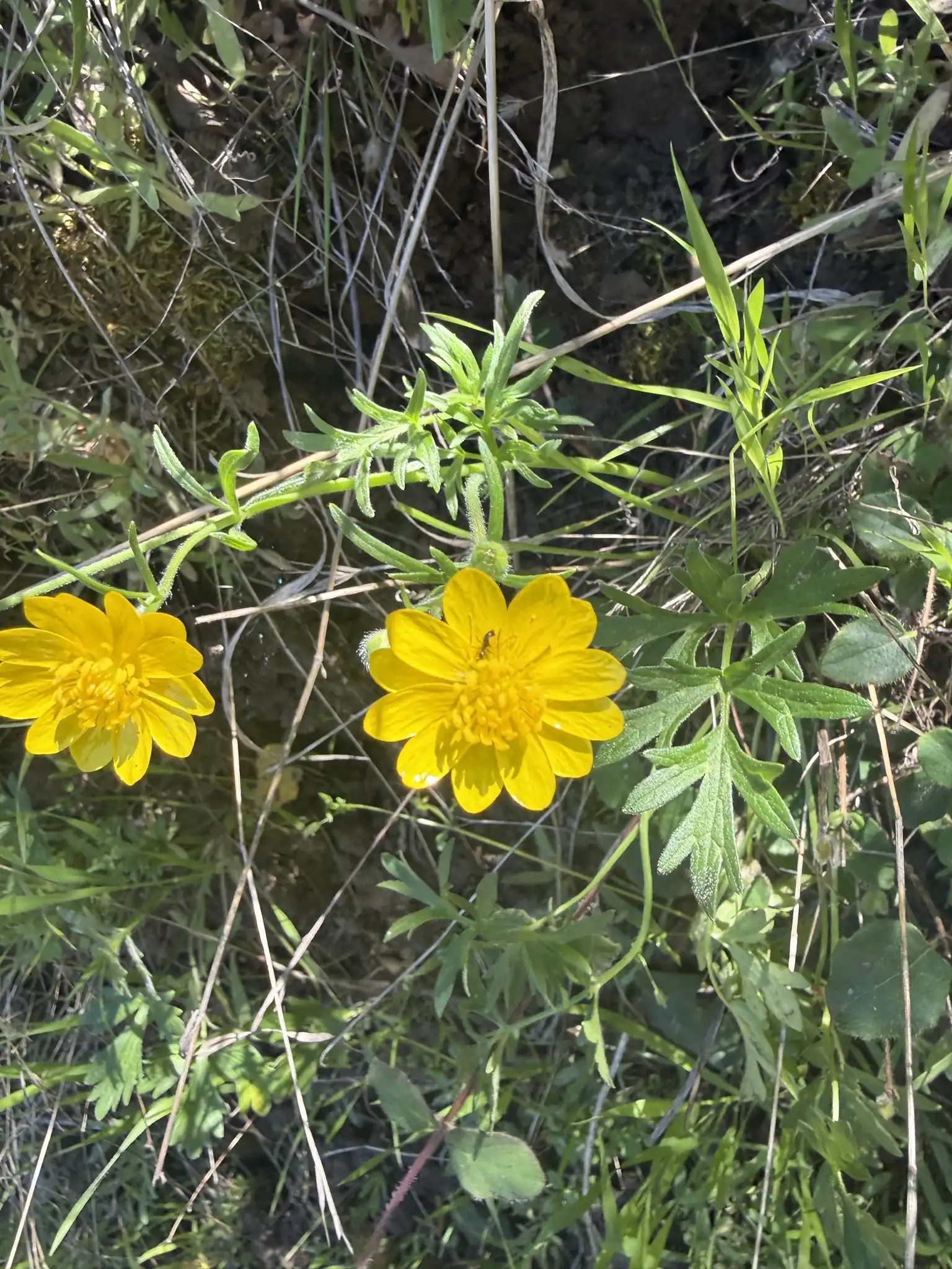 California Buttercup