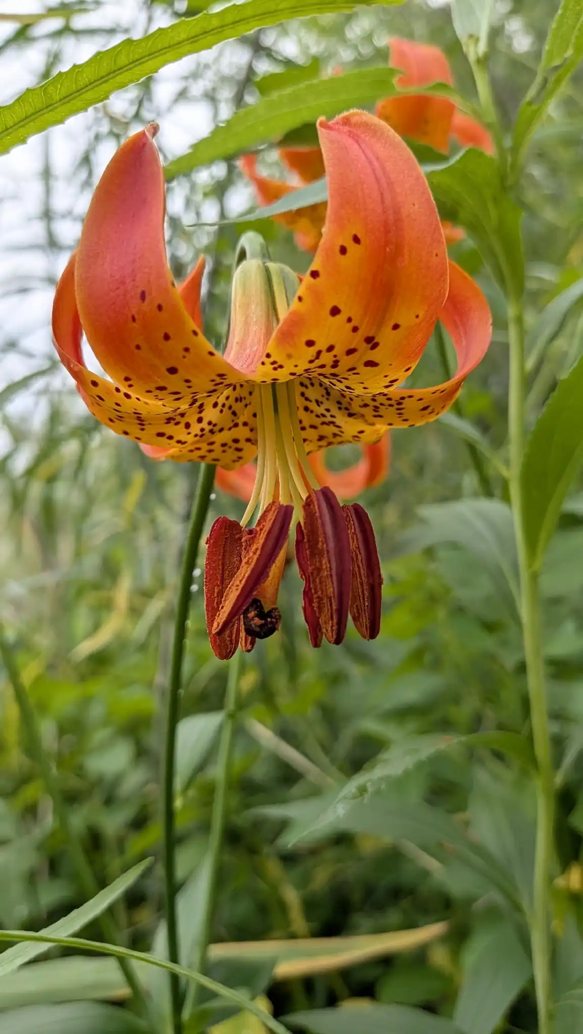 Michigan Lily