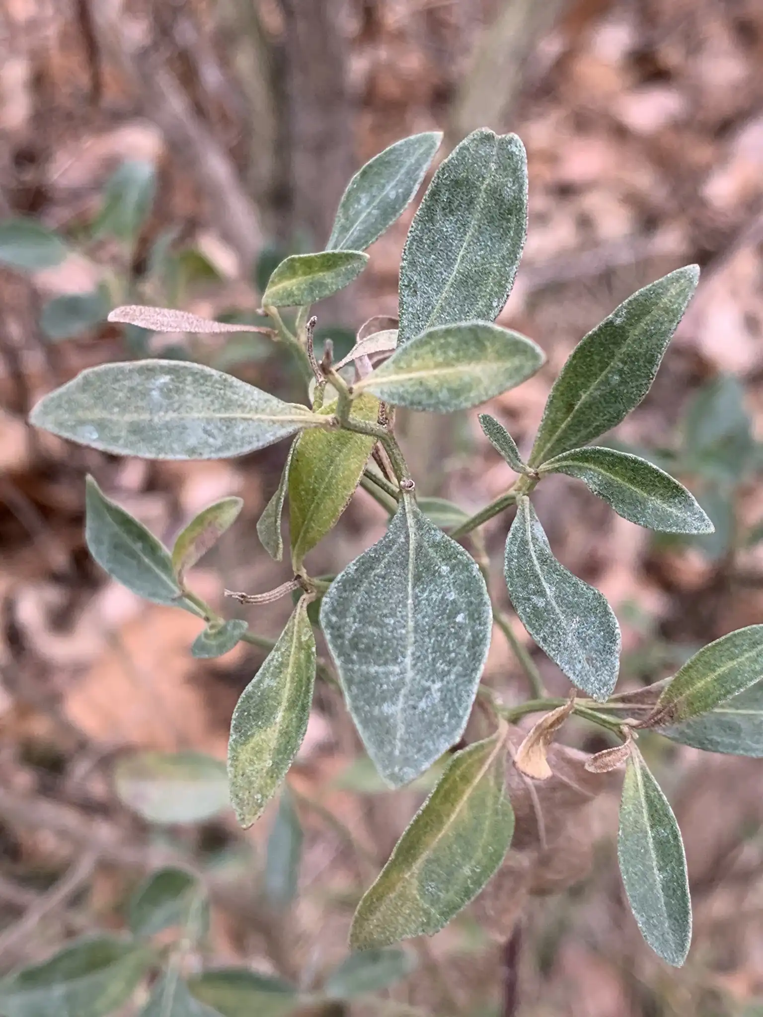 Sea Myrtle