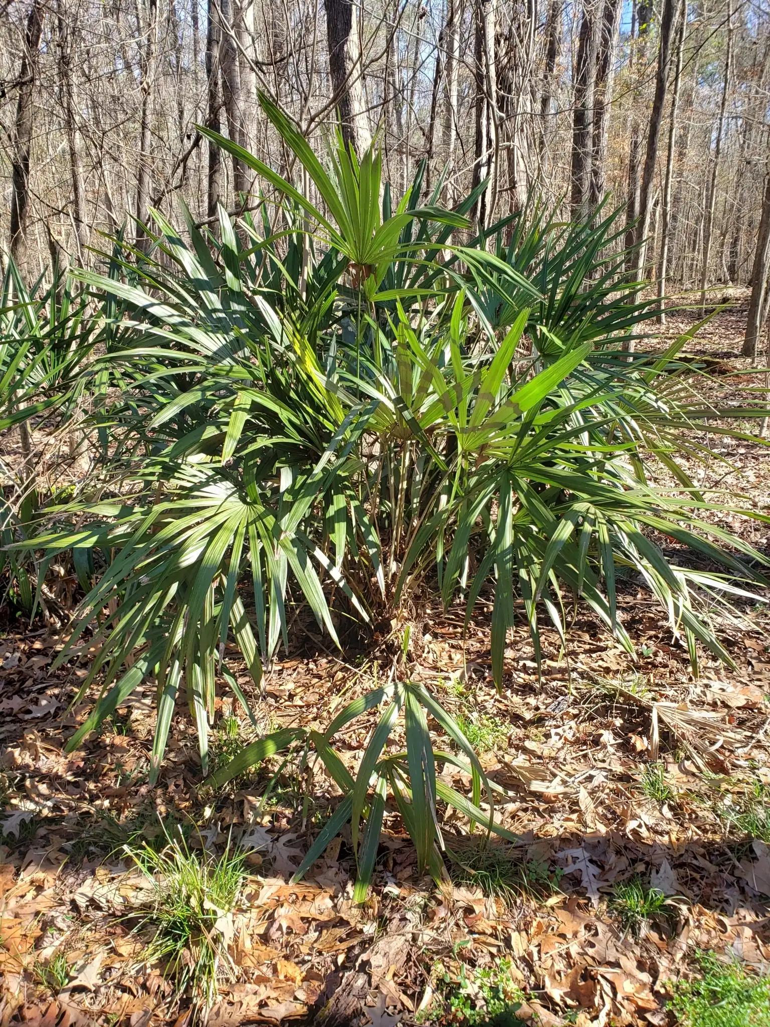 Needle Palm