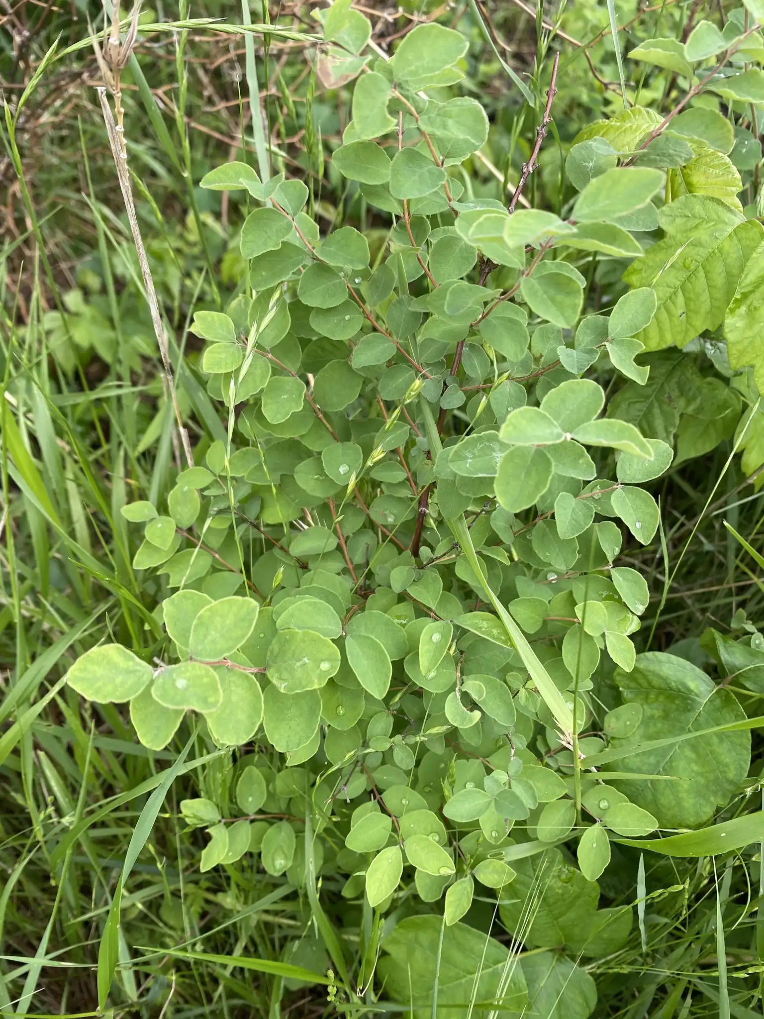 Coralberry