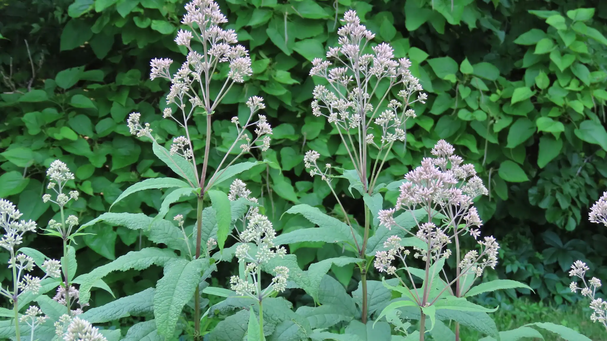 Sweet Joe-Pye Weed