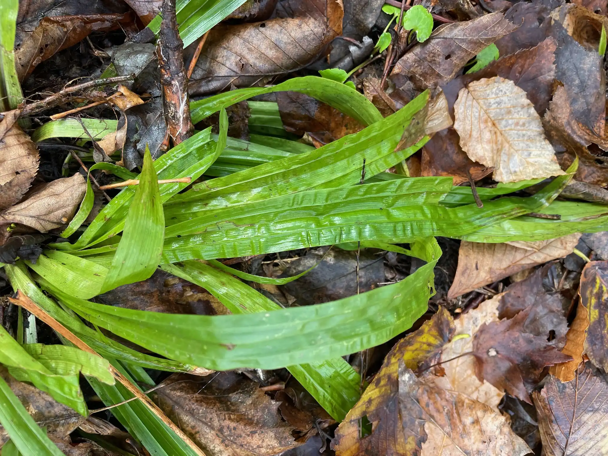Seersucker Sedge