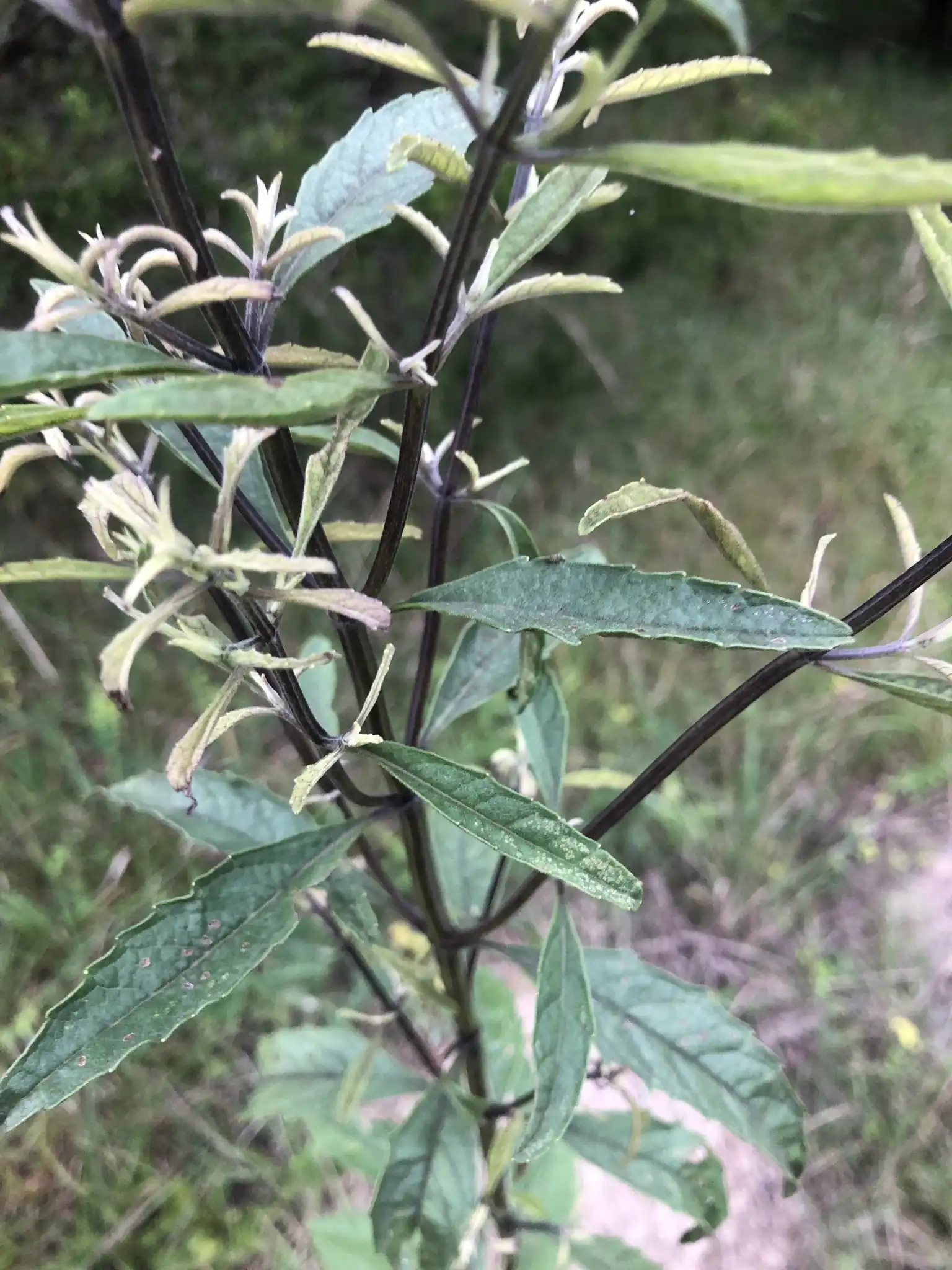 Pitcher Sage