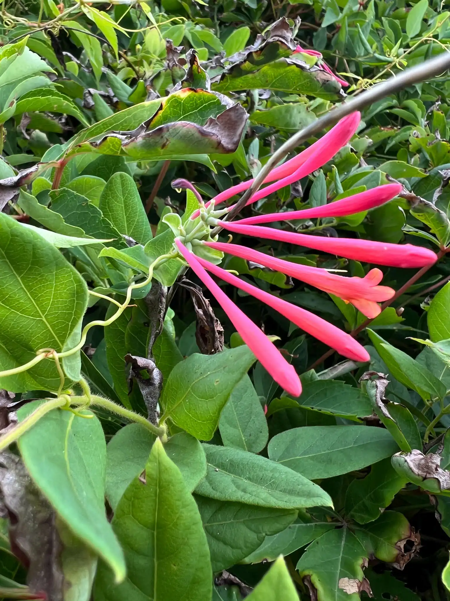 Trumpet Honeysuckle
