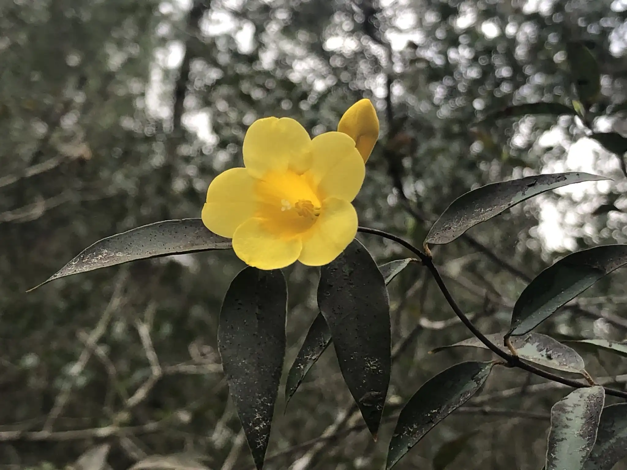 Carolina Jessamine