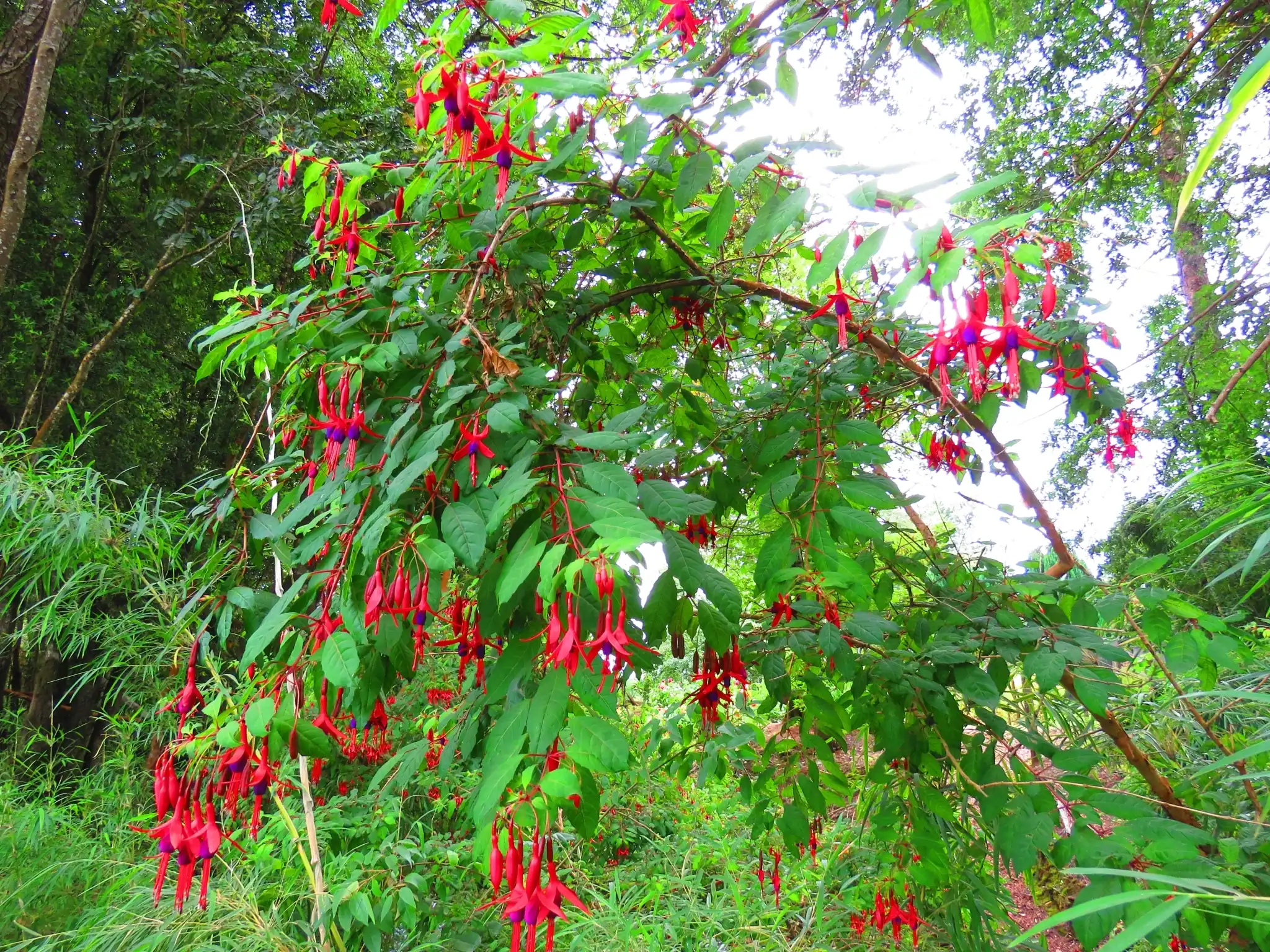 Hardy Fuchsia