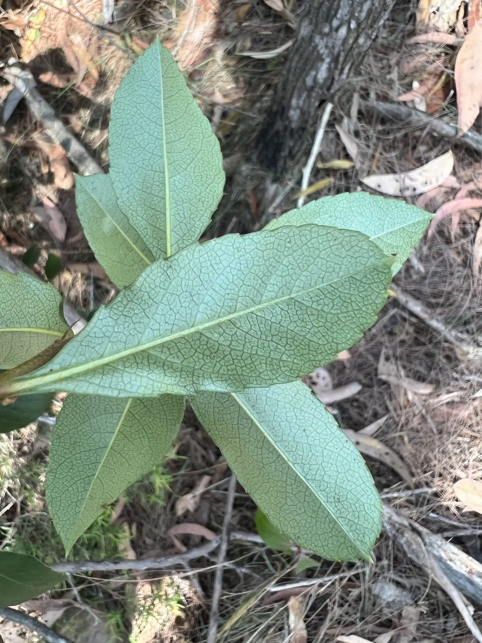 Indian Hawthorn