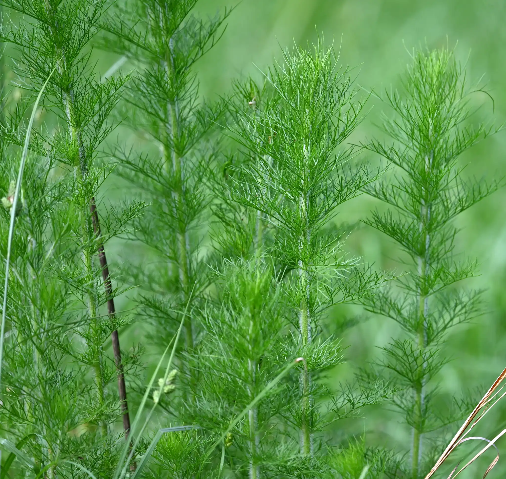 Dogfennel