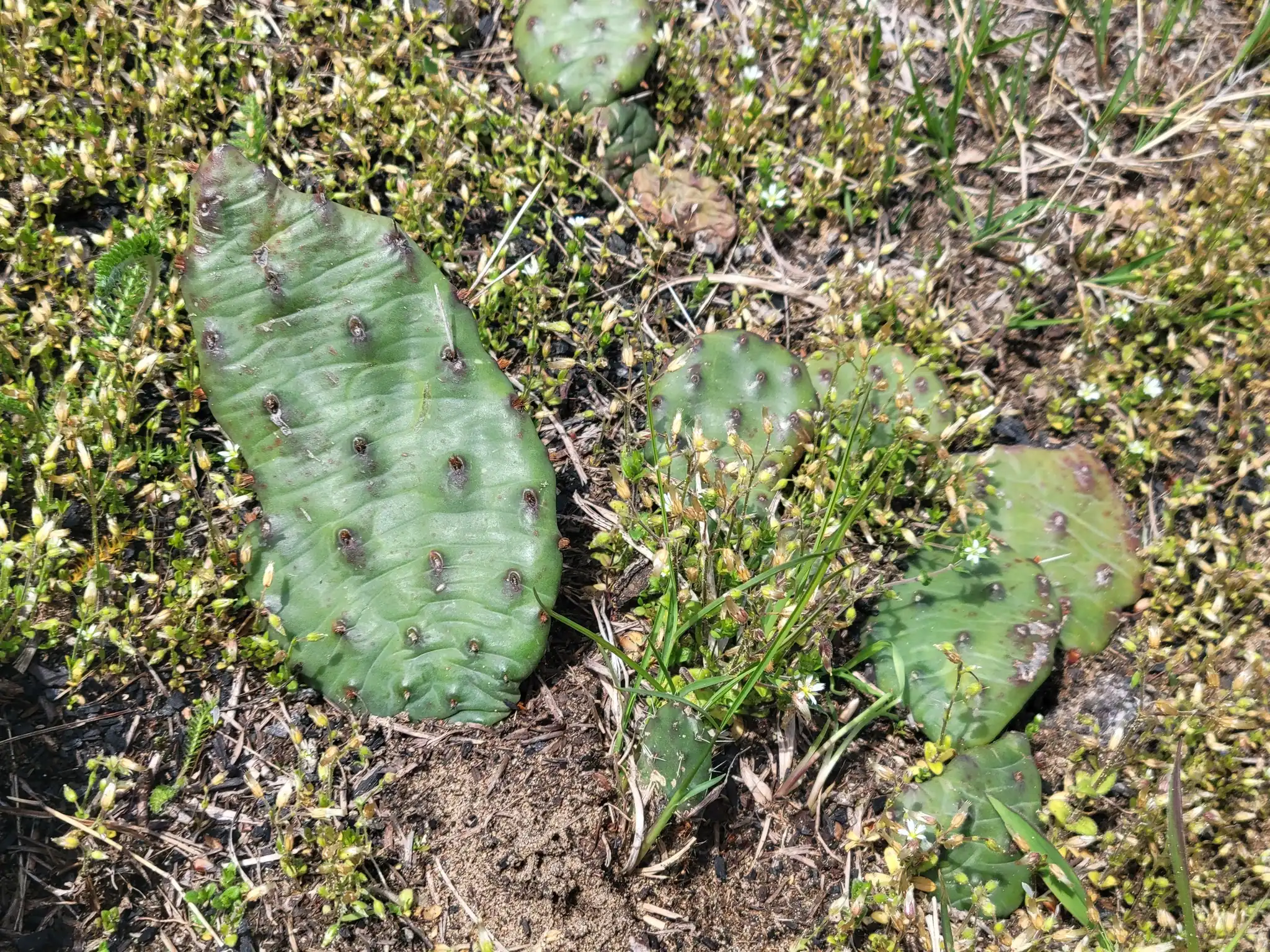 Prickly Pear Cactus