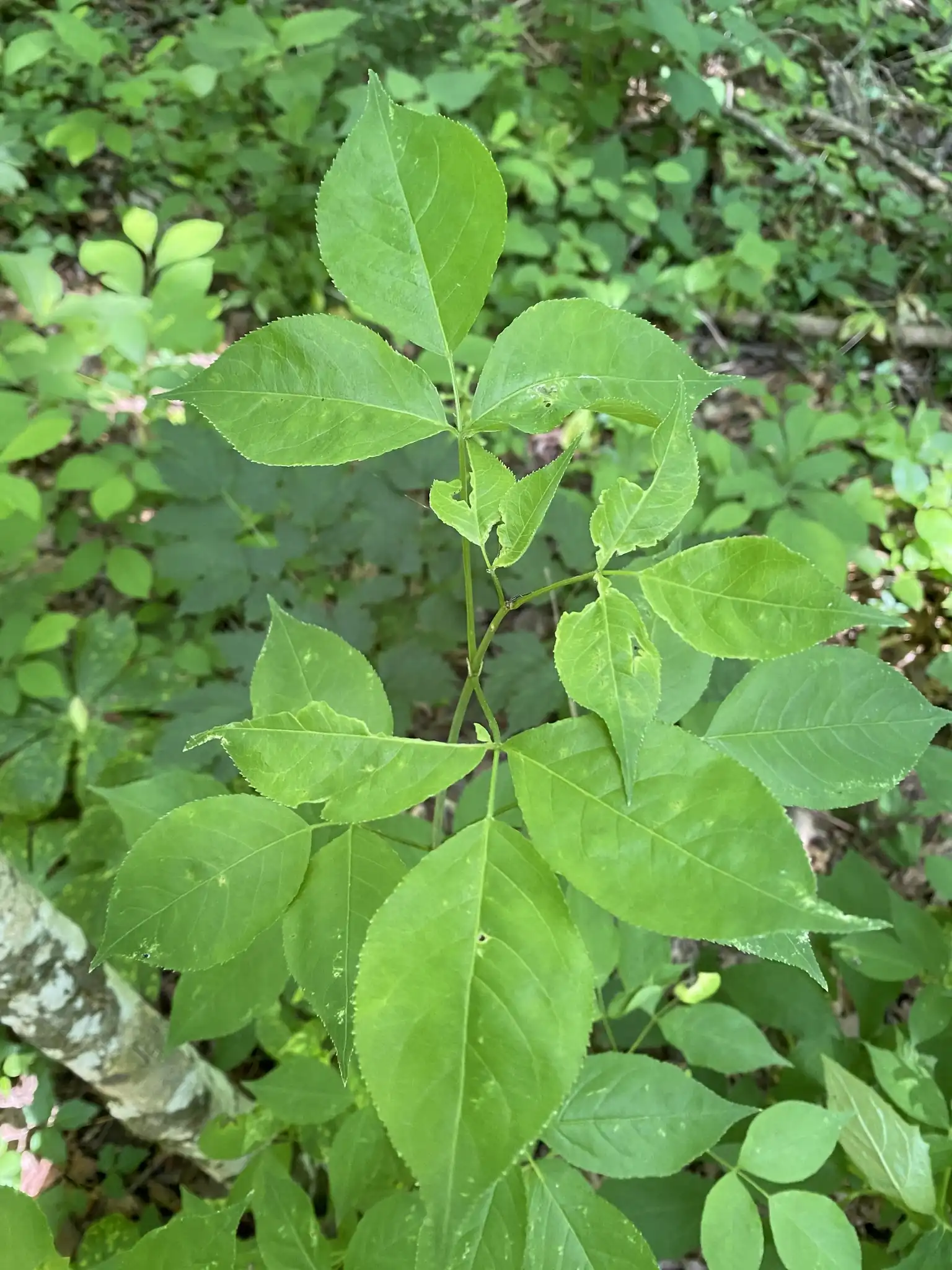 American Bladdernut