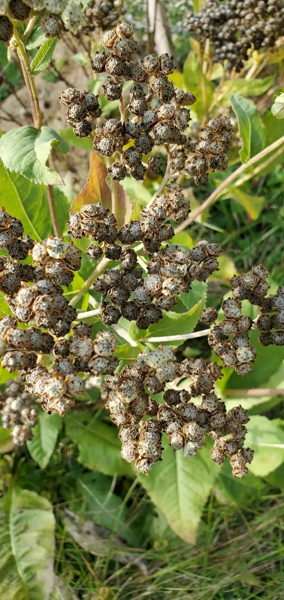 Wild Quinine