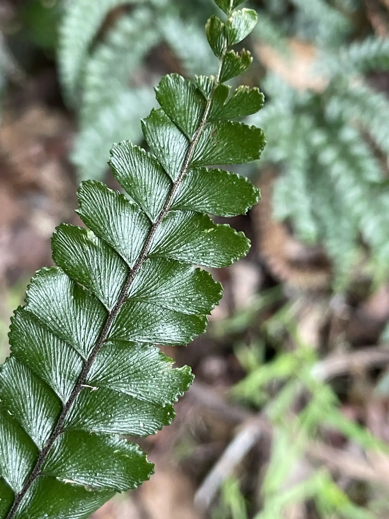 Hispidum Maidenhair Fern