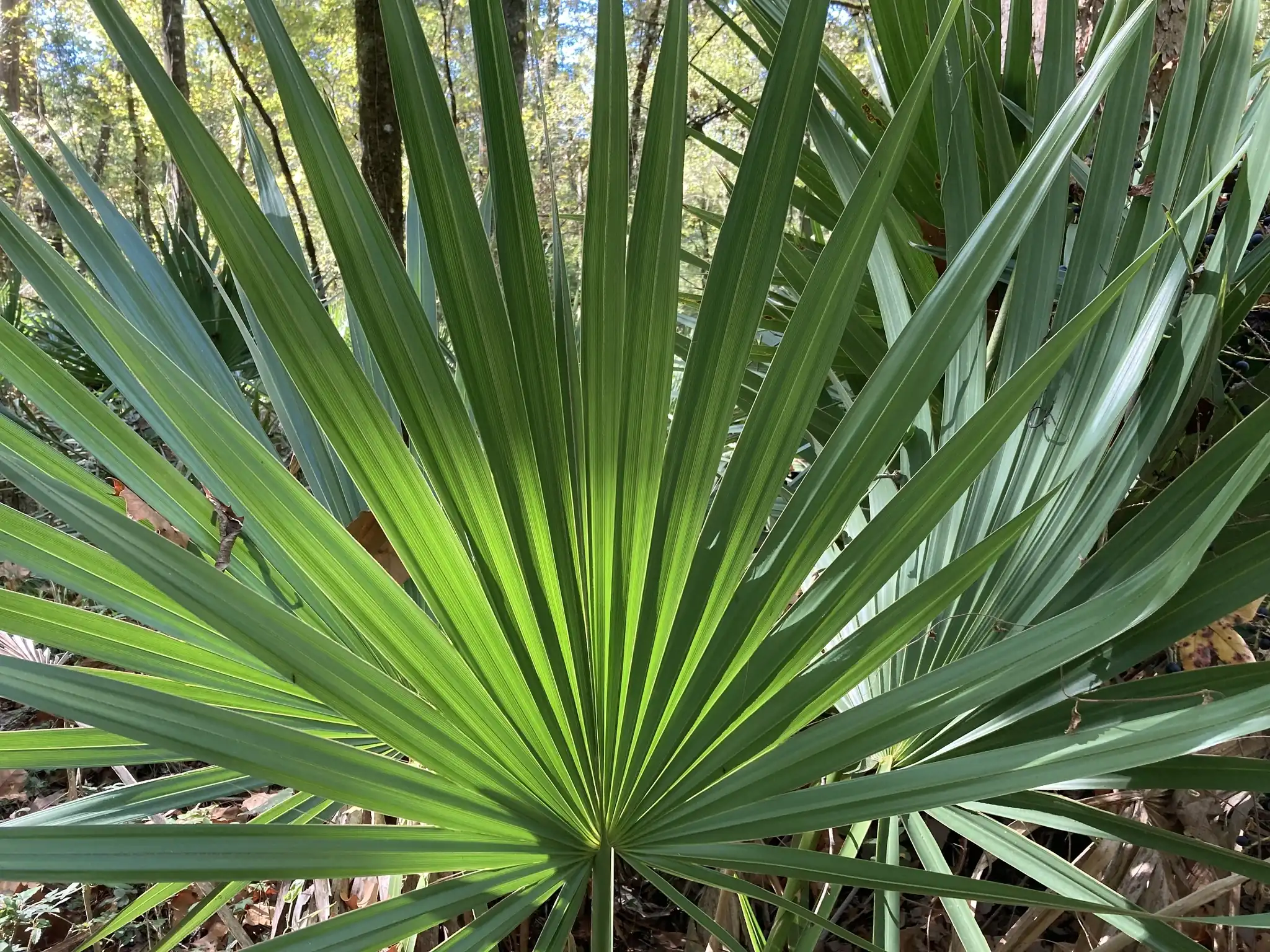 Louisiana Palmetto