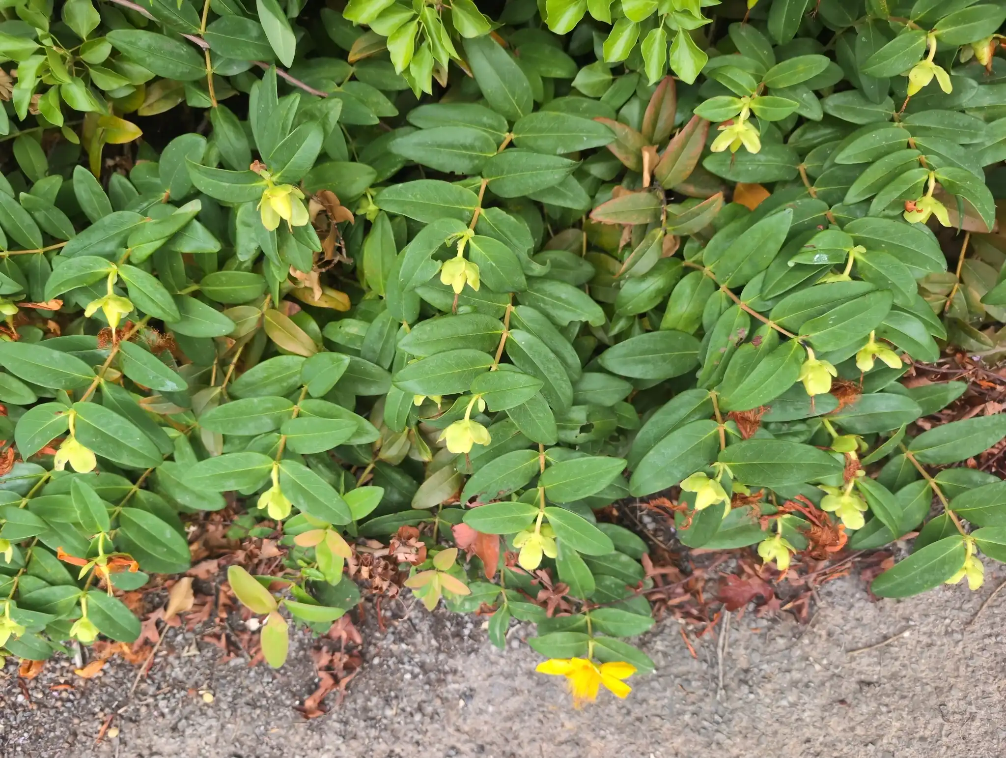 St. John's Wort