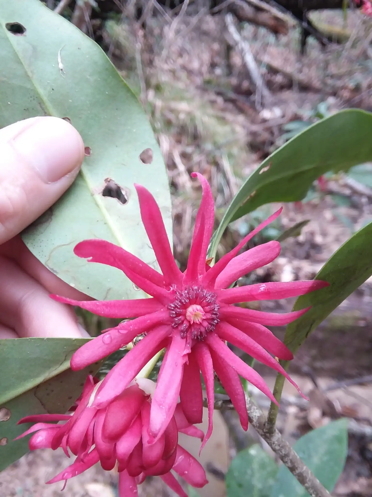 Florida Anise Tree