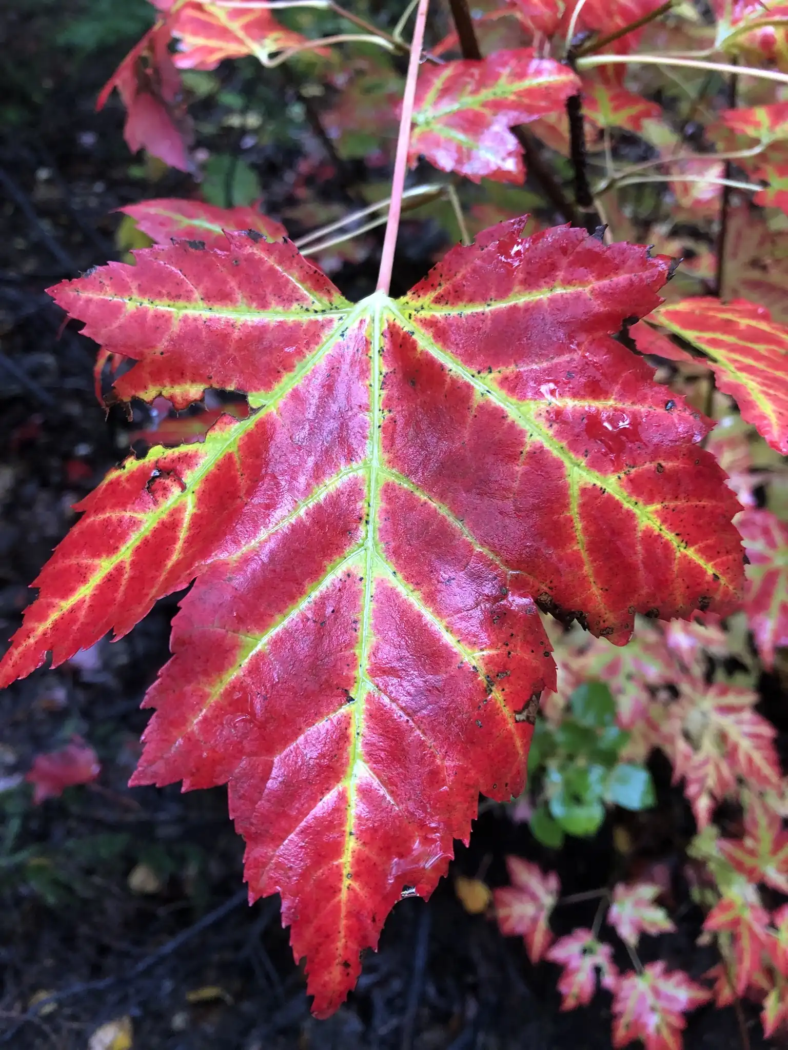 Freeman Maple