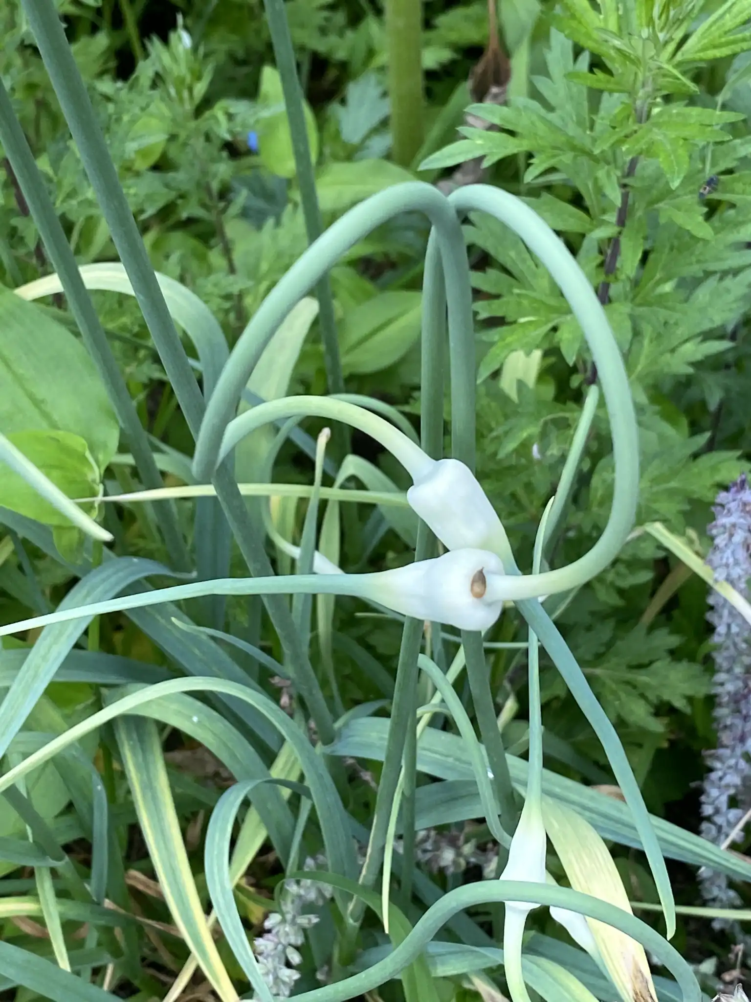 Garlic