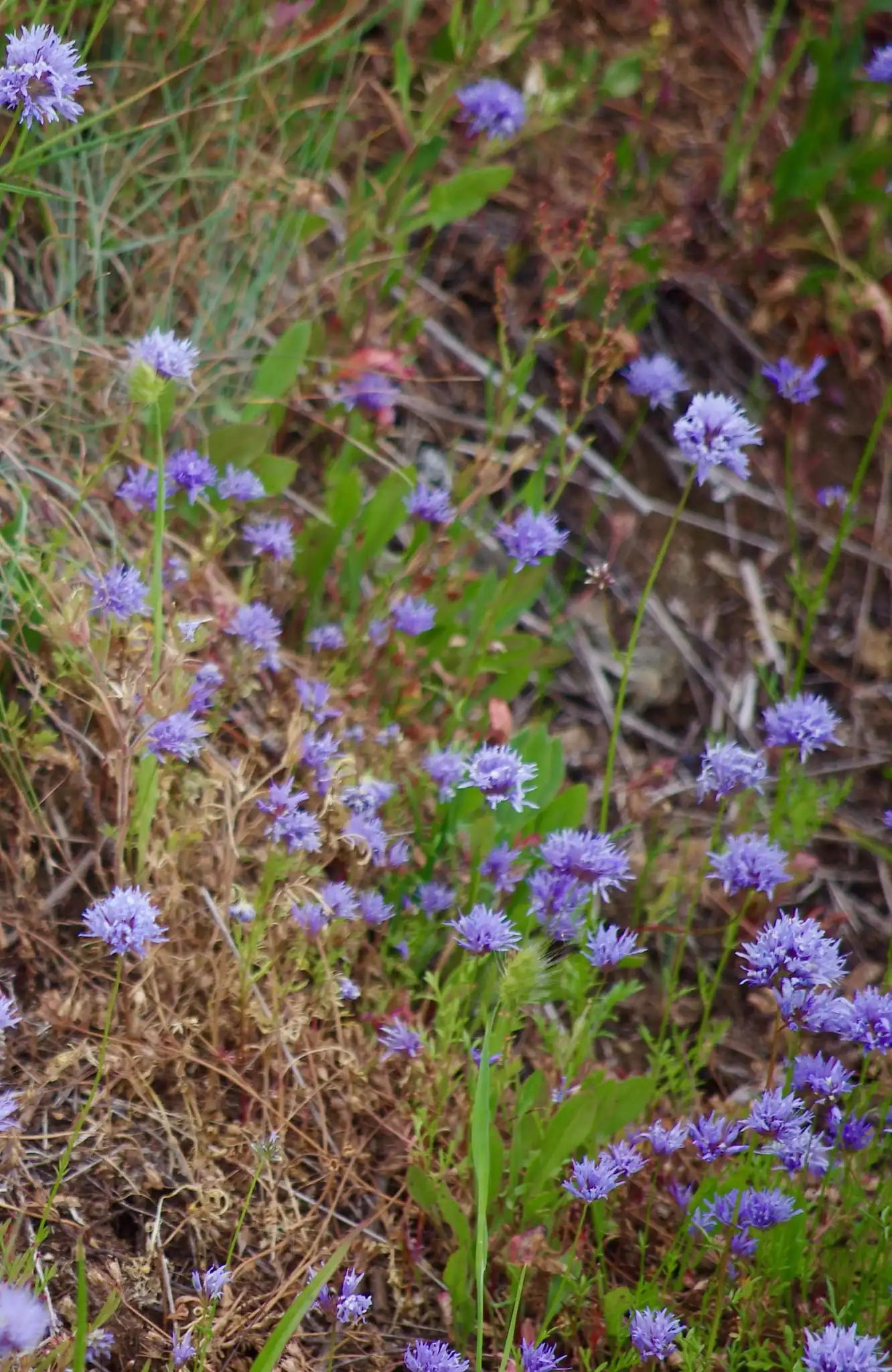 Globe Gilia