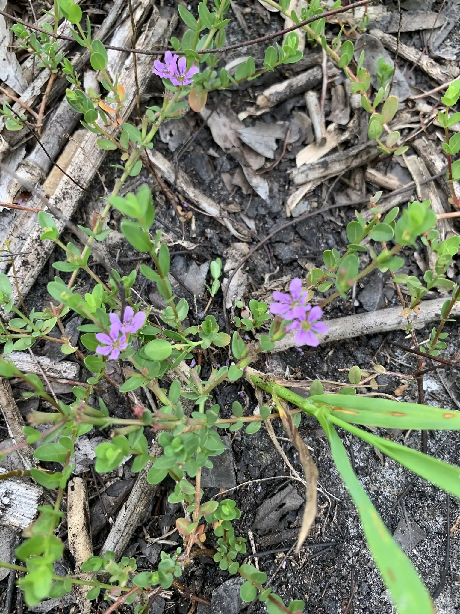 Winged Loosestrife