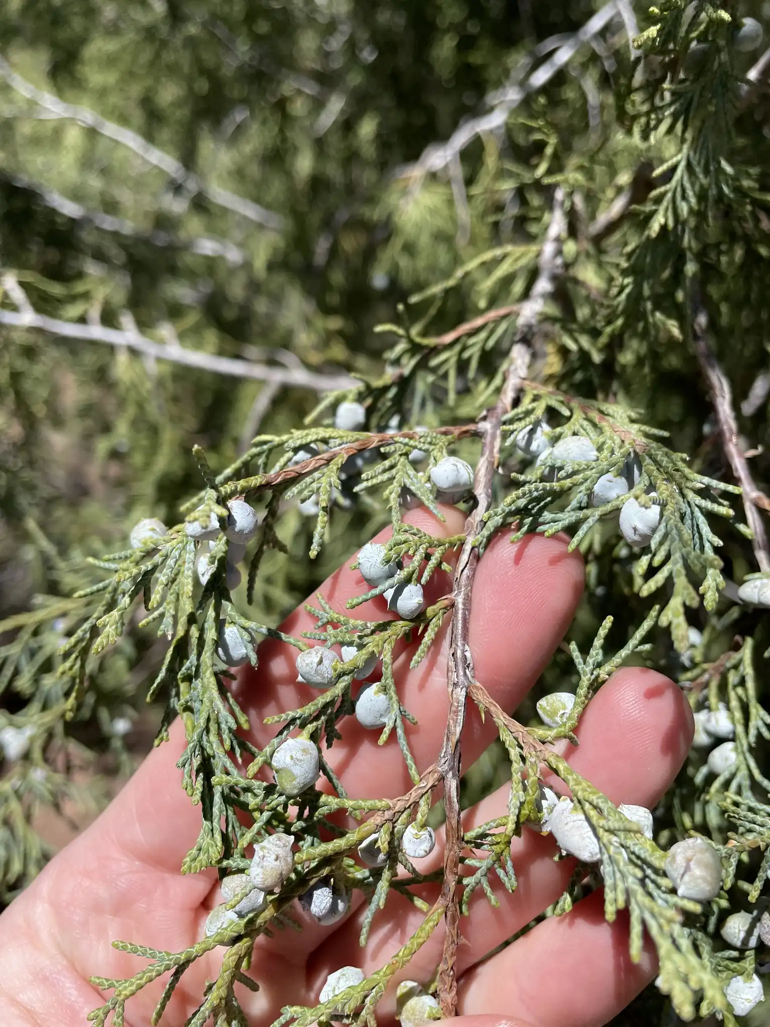 Rocky Mountain Juniper