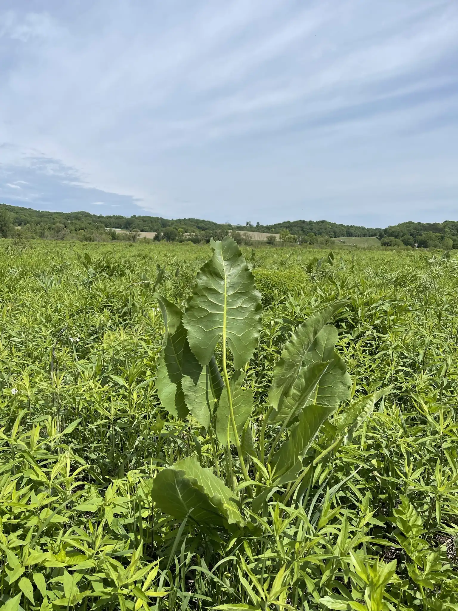 Prairie Dock