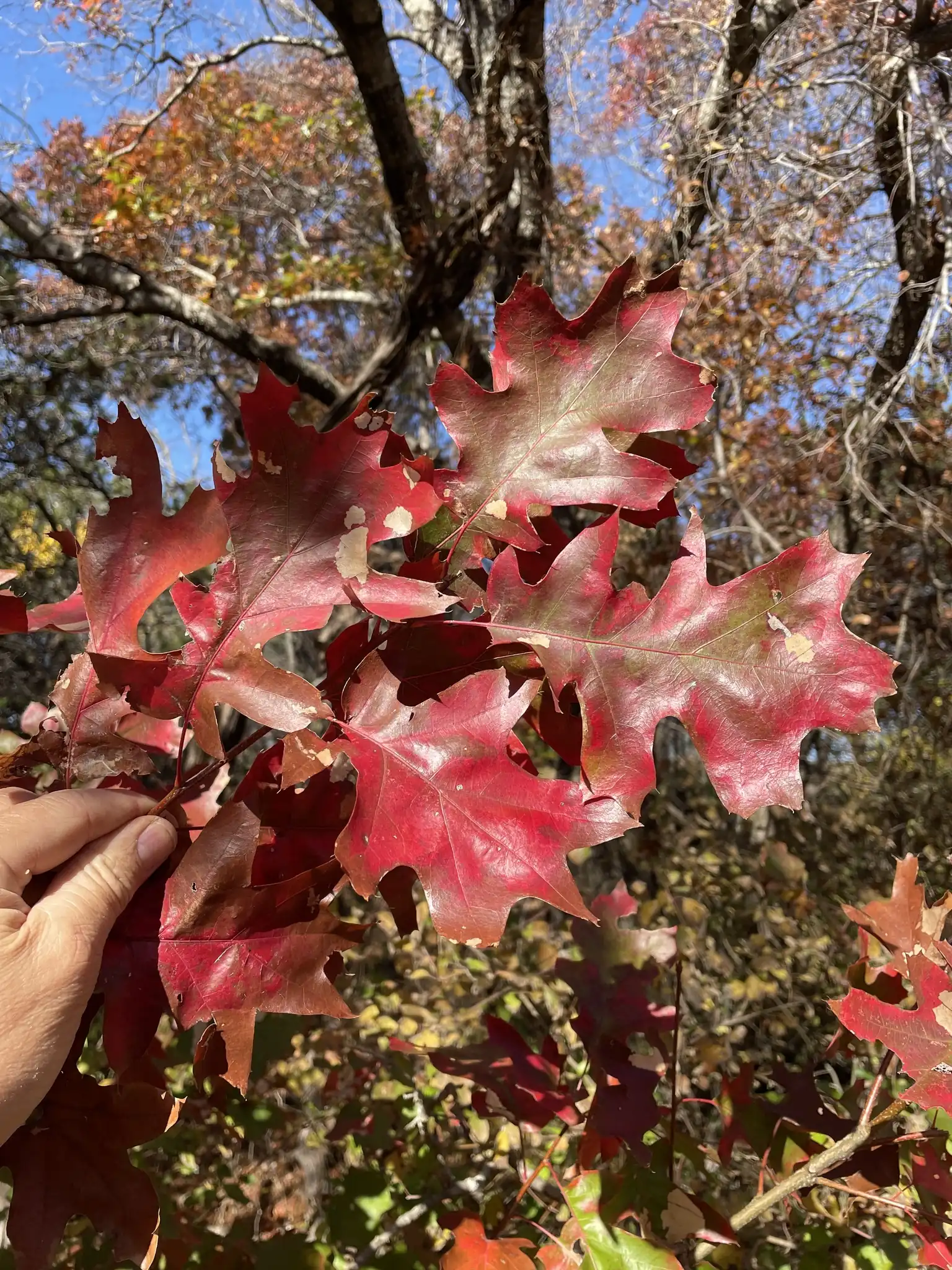 Shumard Oak