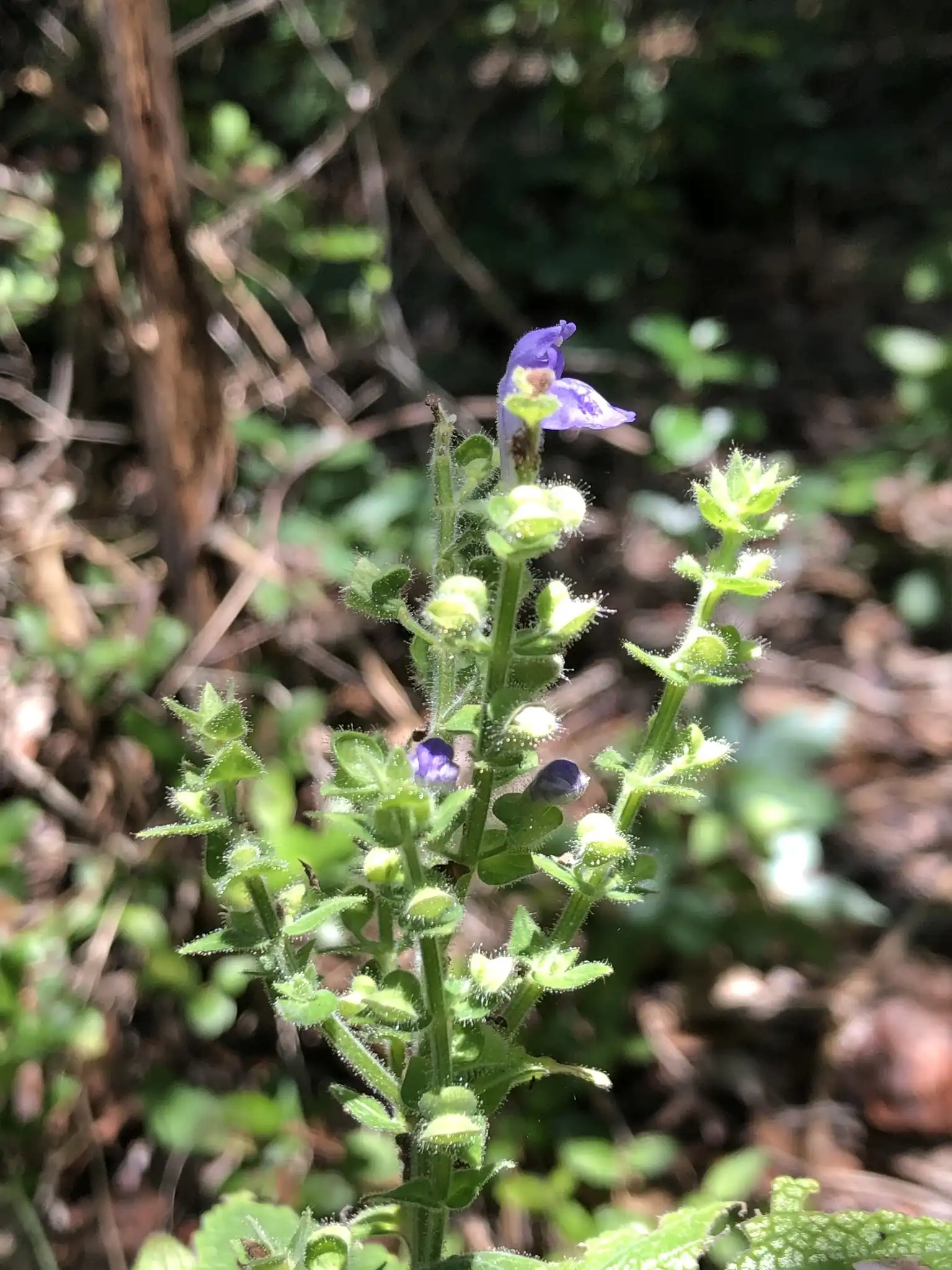 Heart-leaved Skullcap