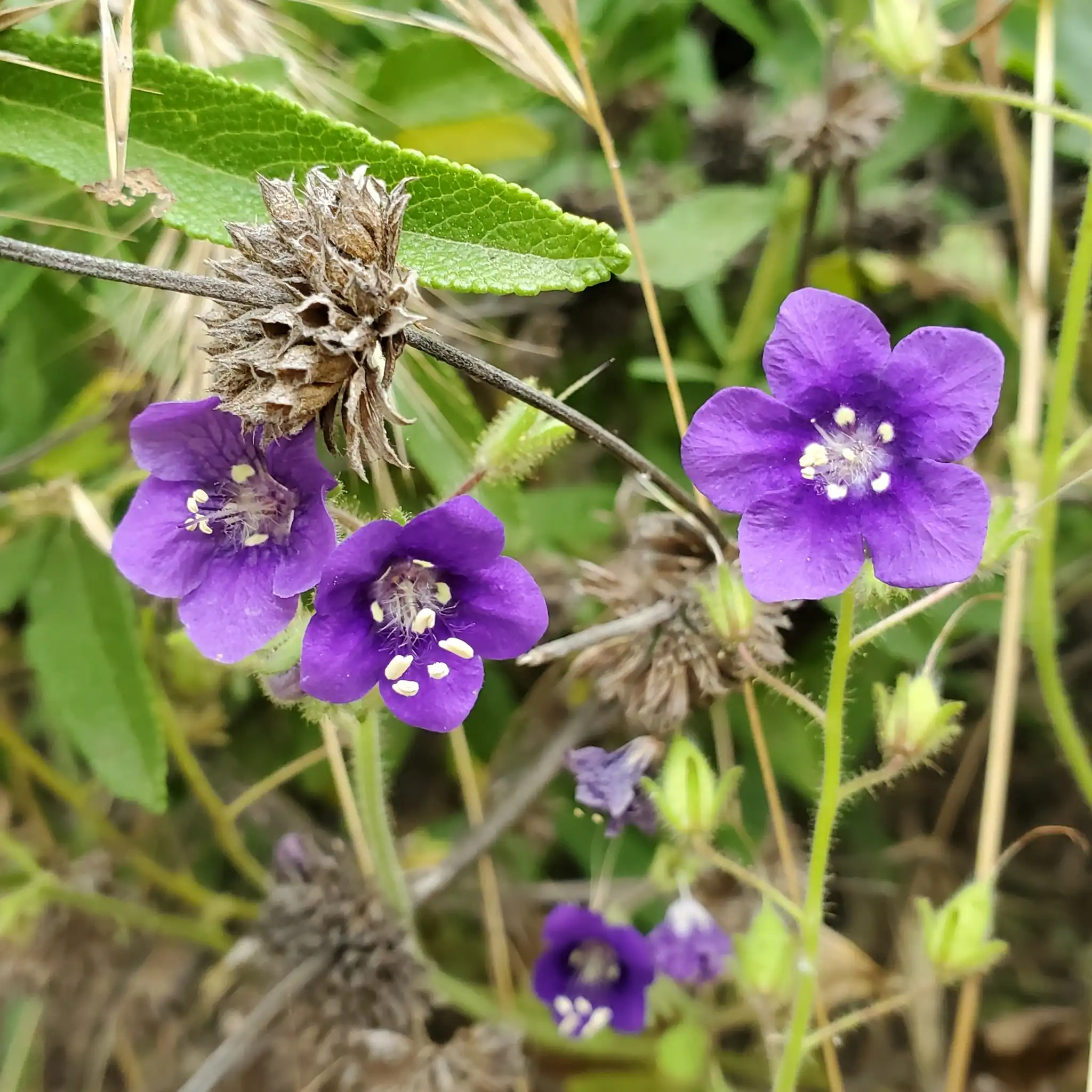 Parry's Phacelia
