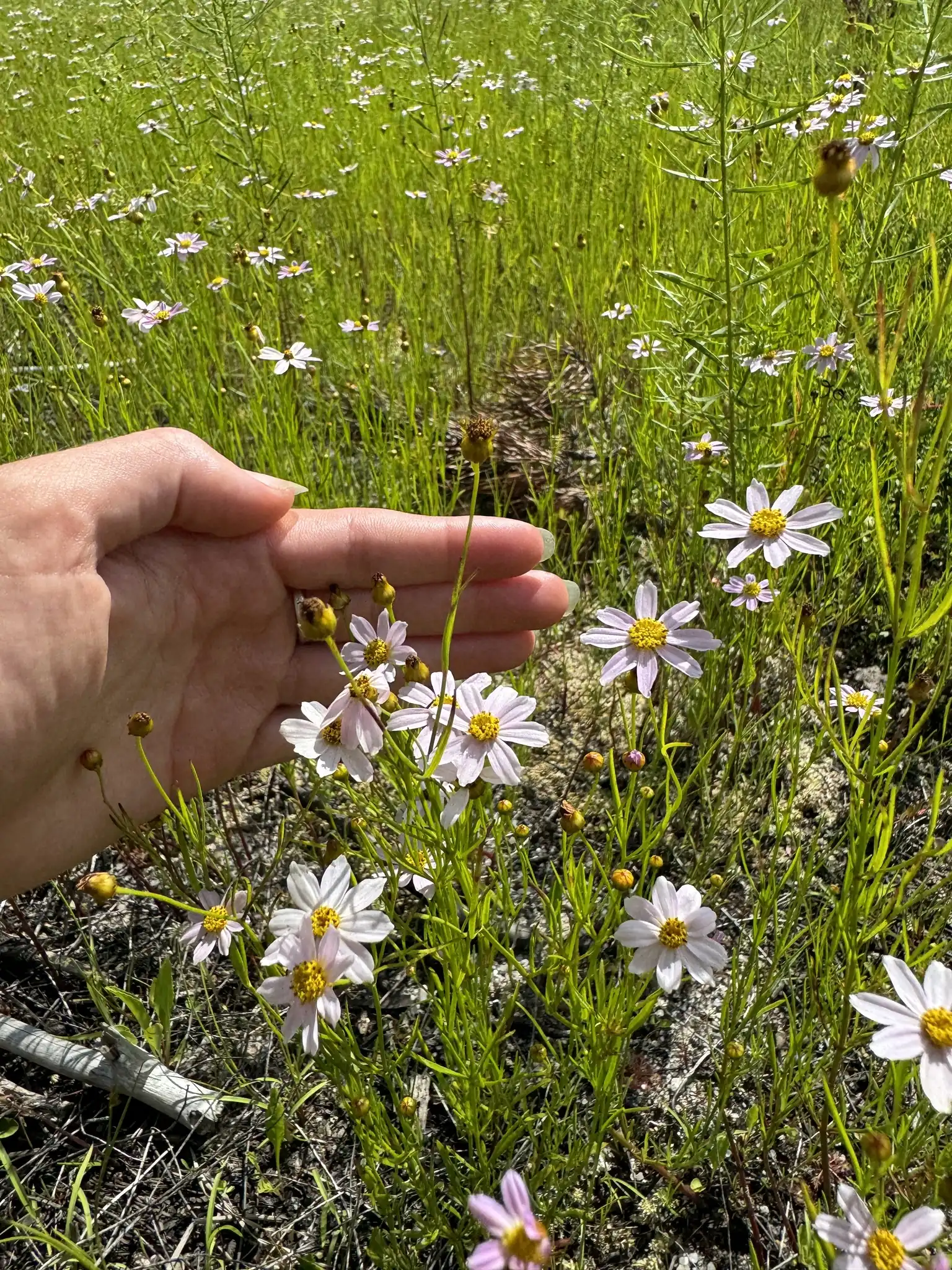 Pink Coreopsis