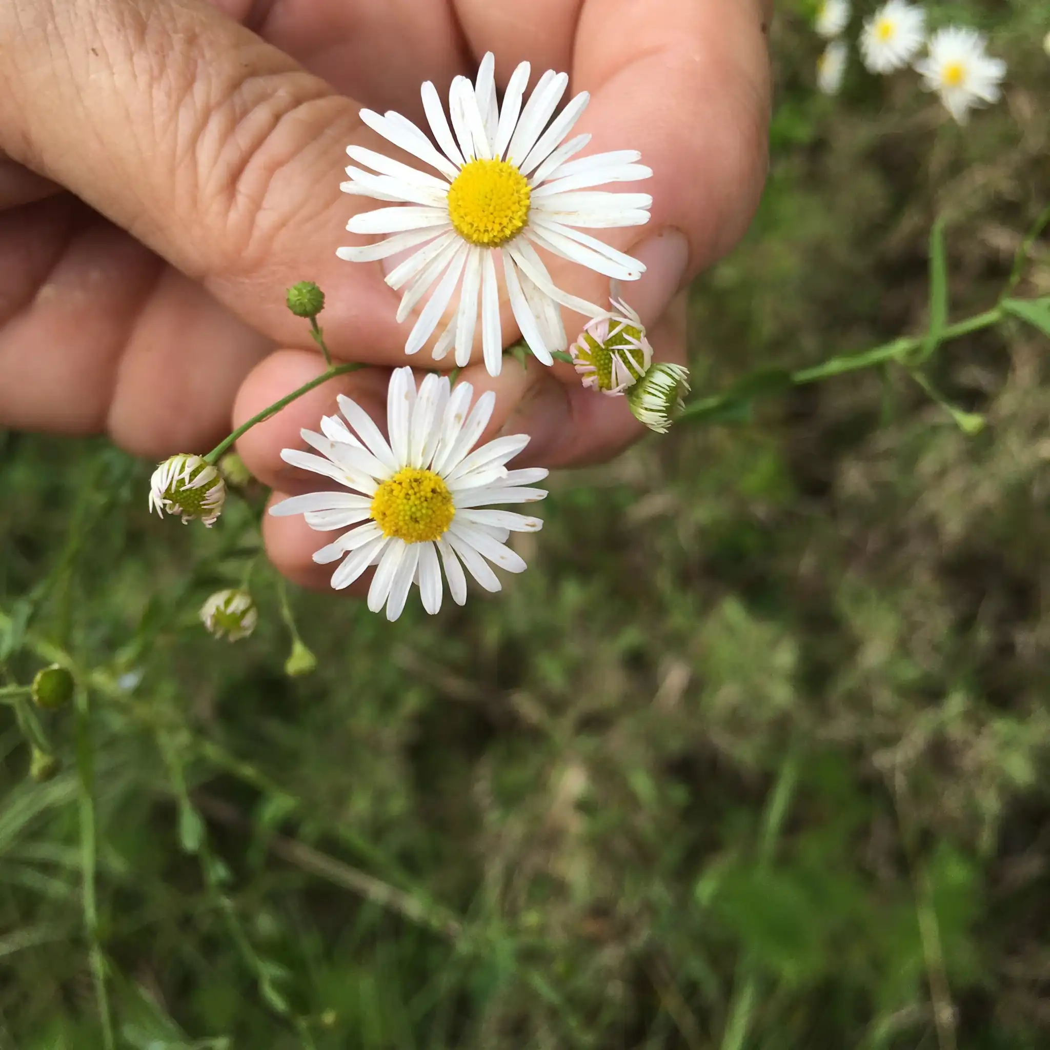 False aster
