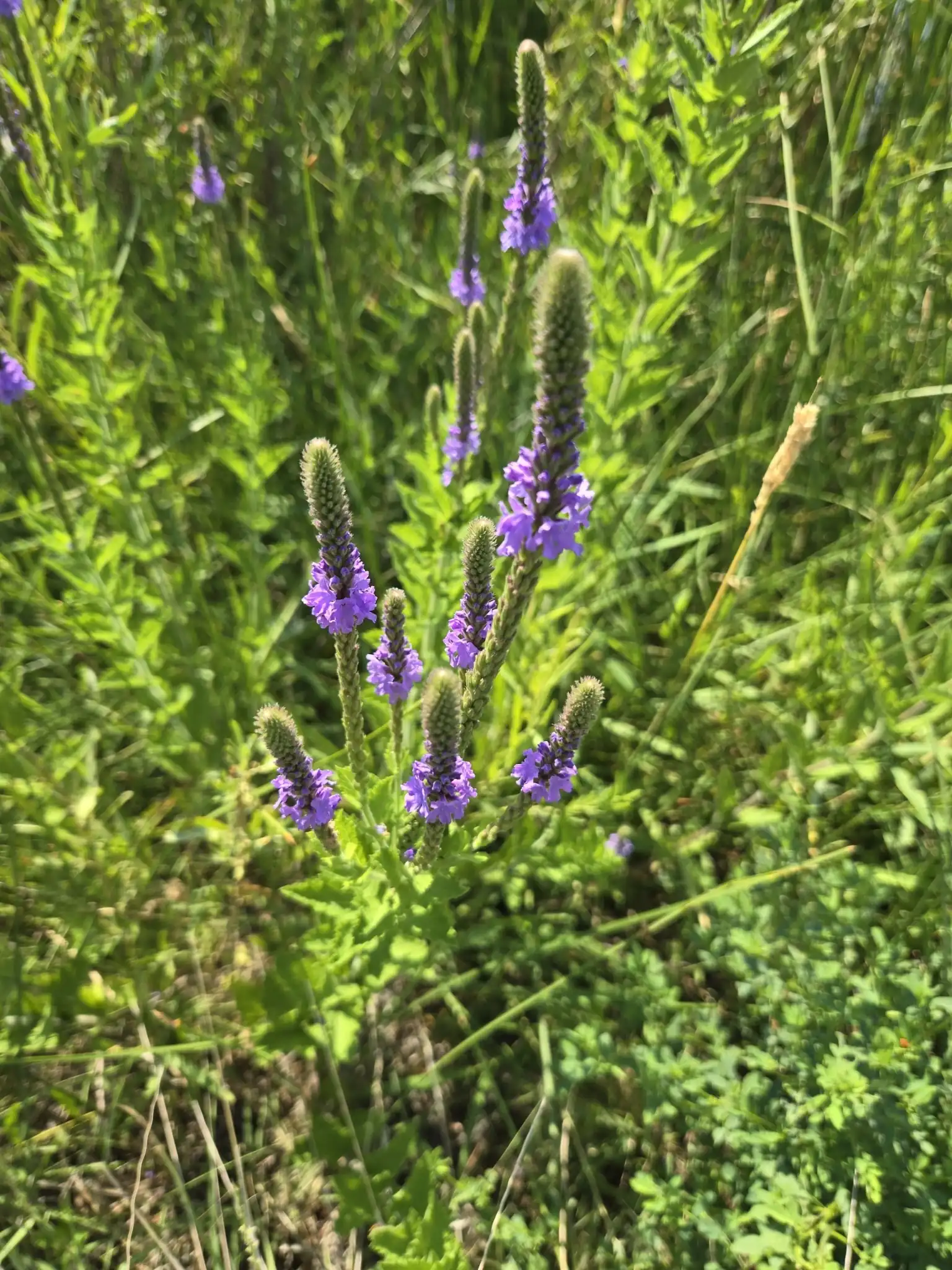 Hoary Vervain